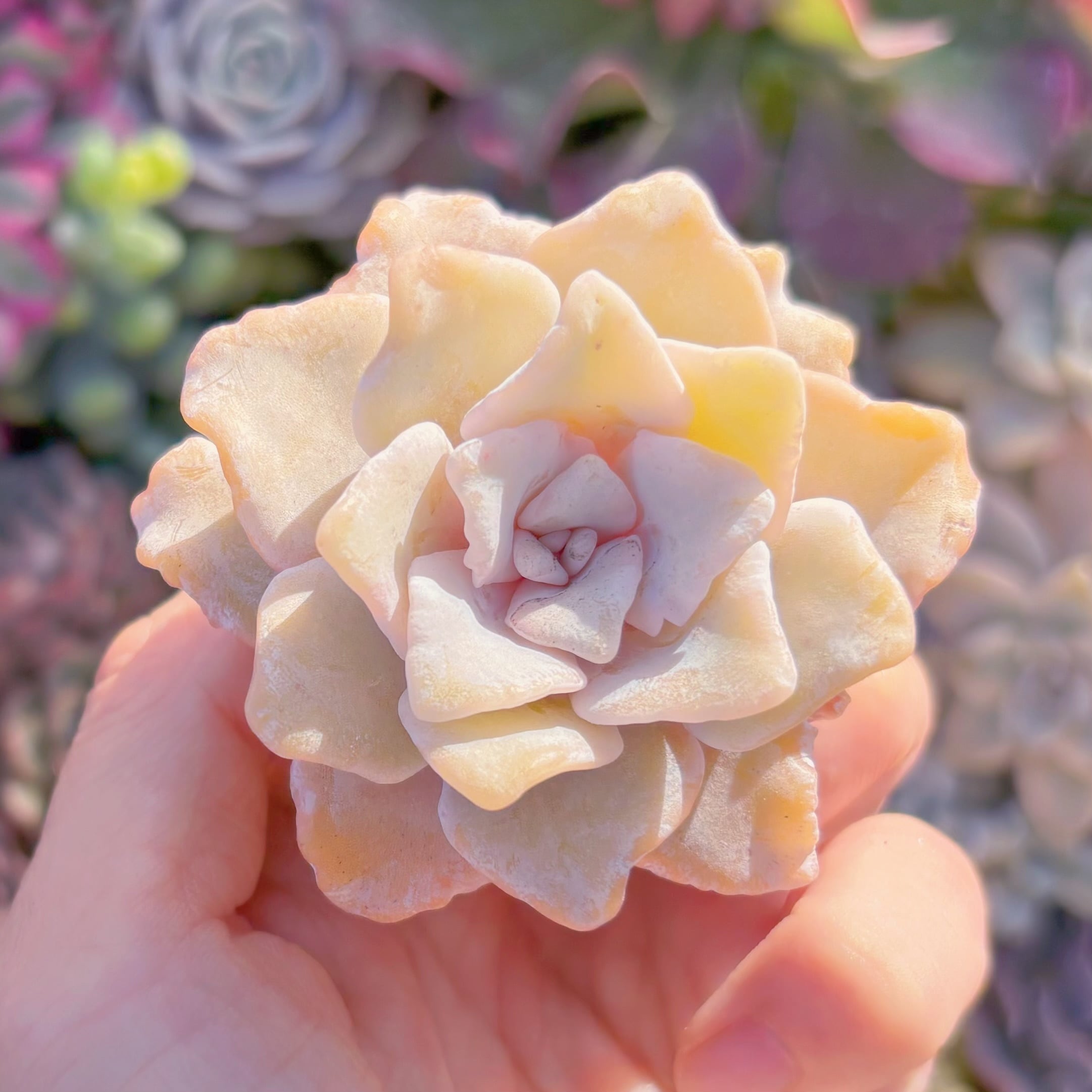 多肉植物　クリスペートビューティー　新入荷　るる農園