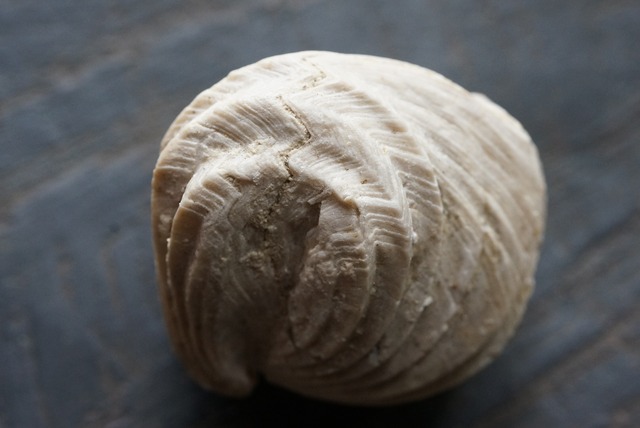 Burmirhynchia Decorata　化石 ⑨