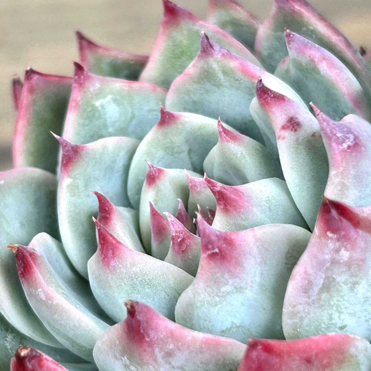 simijimi苗　黒札　super桃太郎　命名苗 🪴 #SUPER桃太郎 🪴 SIMIJIMIさんとこの命名株～❣️（黒札） 🪴 ゴツ