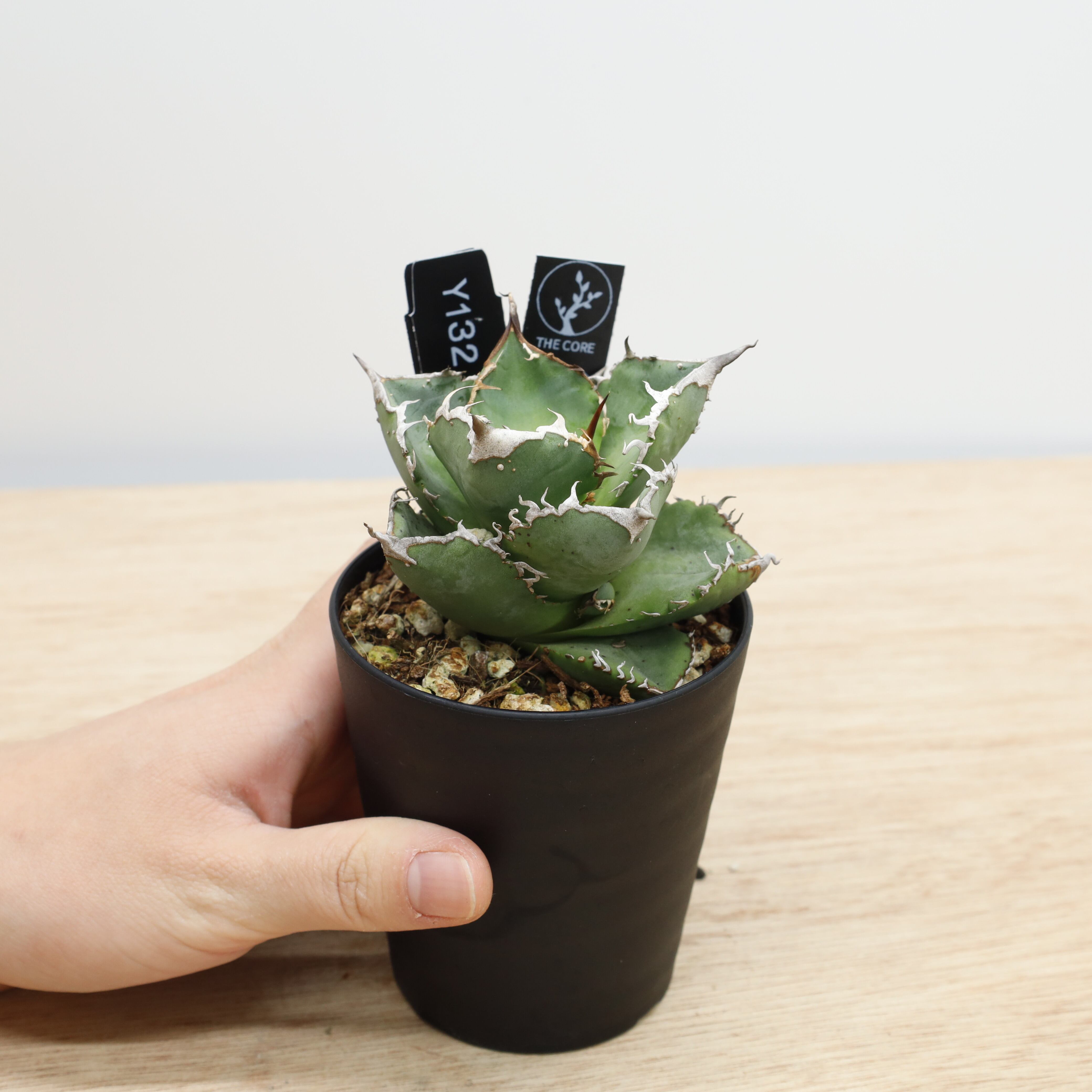 アガベ | THE CORE