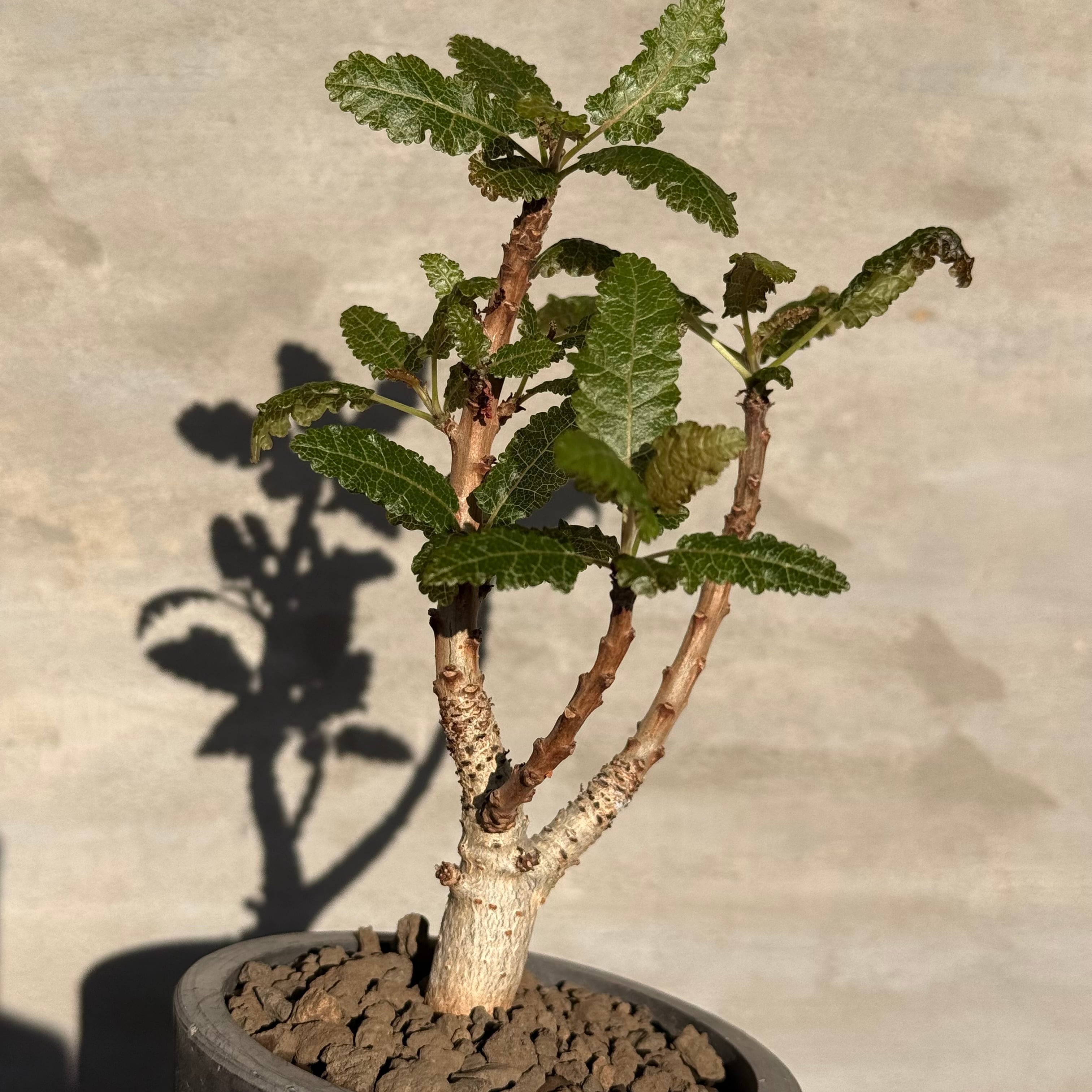 植物】ボスウェリア ナナ | A-PLANTS