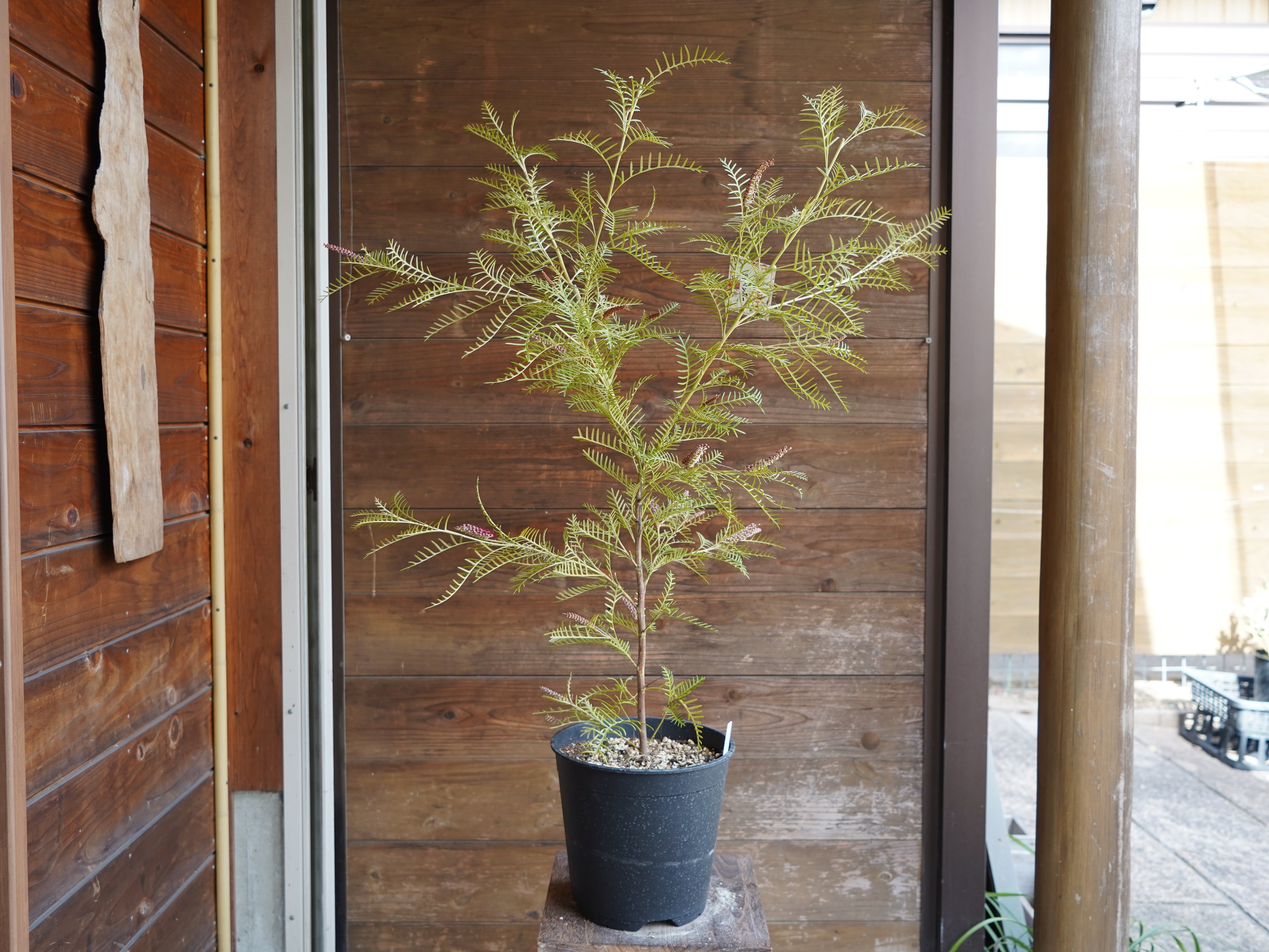 【現物】グレビレア　"アイバンホー"