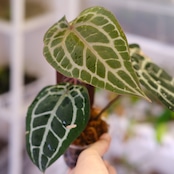 【正規】Anthurium 'Michelle' by DOC BLOCK⑬ / アンスリウム・ミシェル│観葉植物