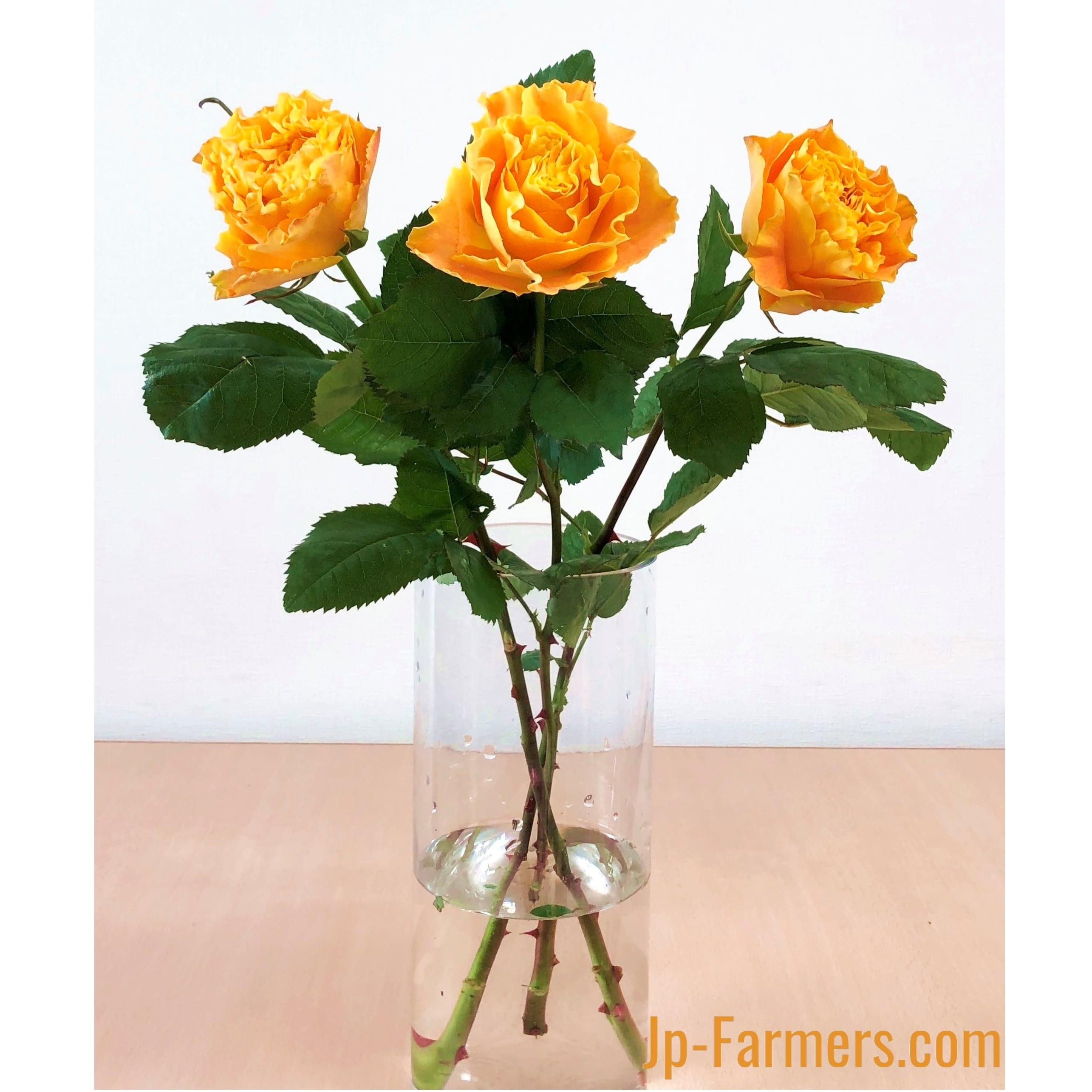 大内ファーム バラ マンゴーリーバー 10本 | 新鮮お花問屋 Jp-Farmers.com