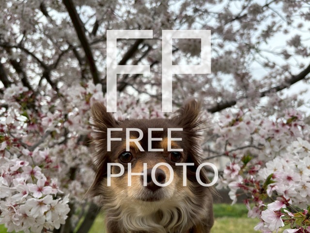 桜と犬