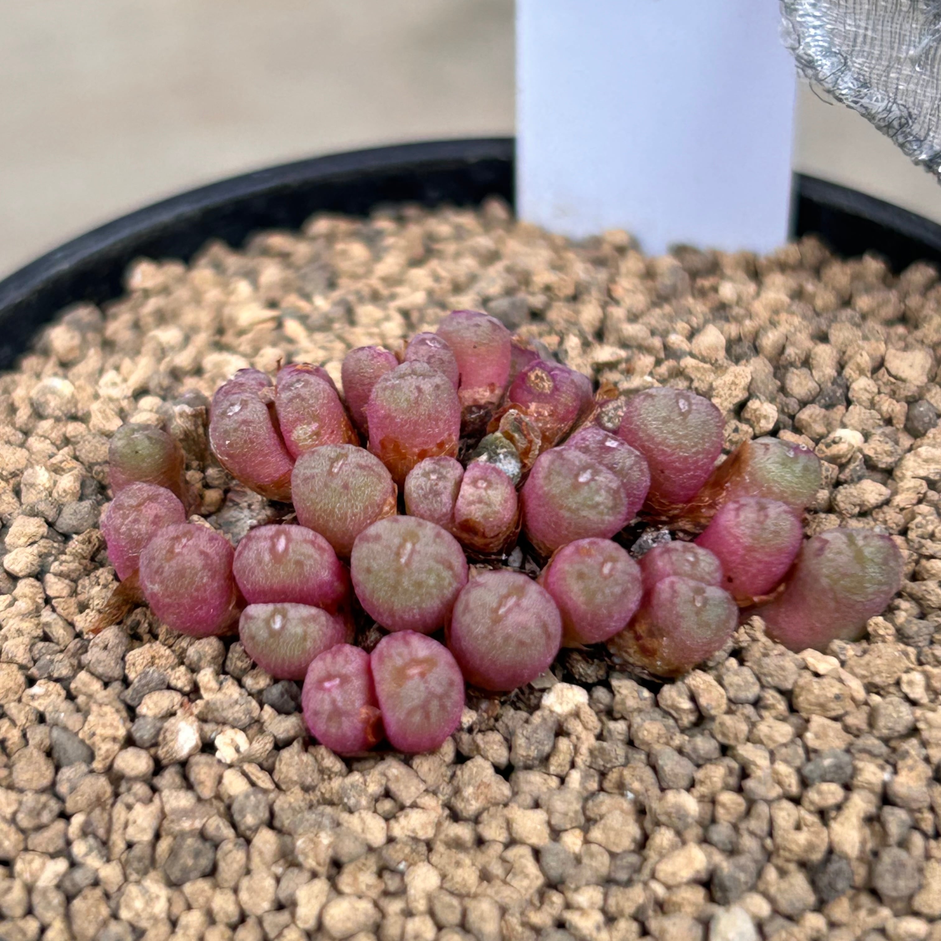 c14d2fd6c5c81d827dd1f7252634ab