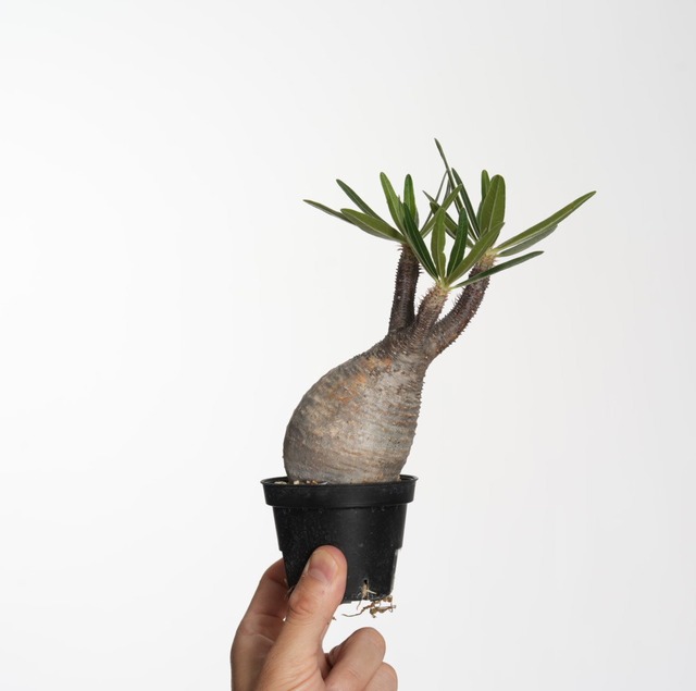 パキポディウム グラキリス no.3〈発根済み〉