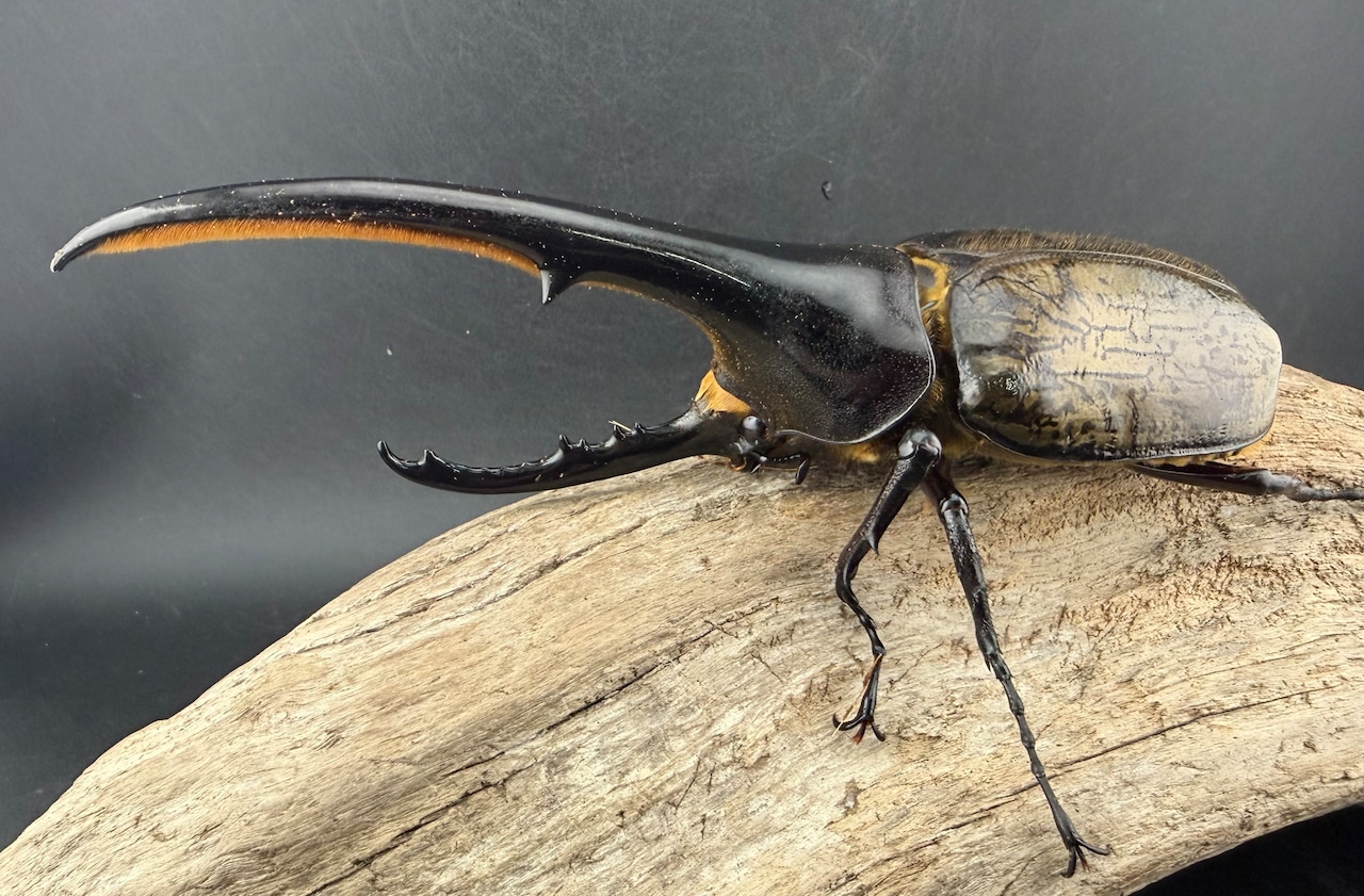 《ヘラクレス・ヘラクレス 146mm ペア》