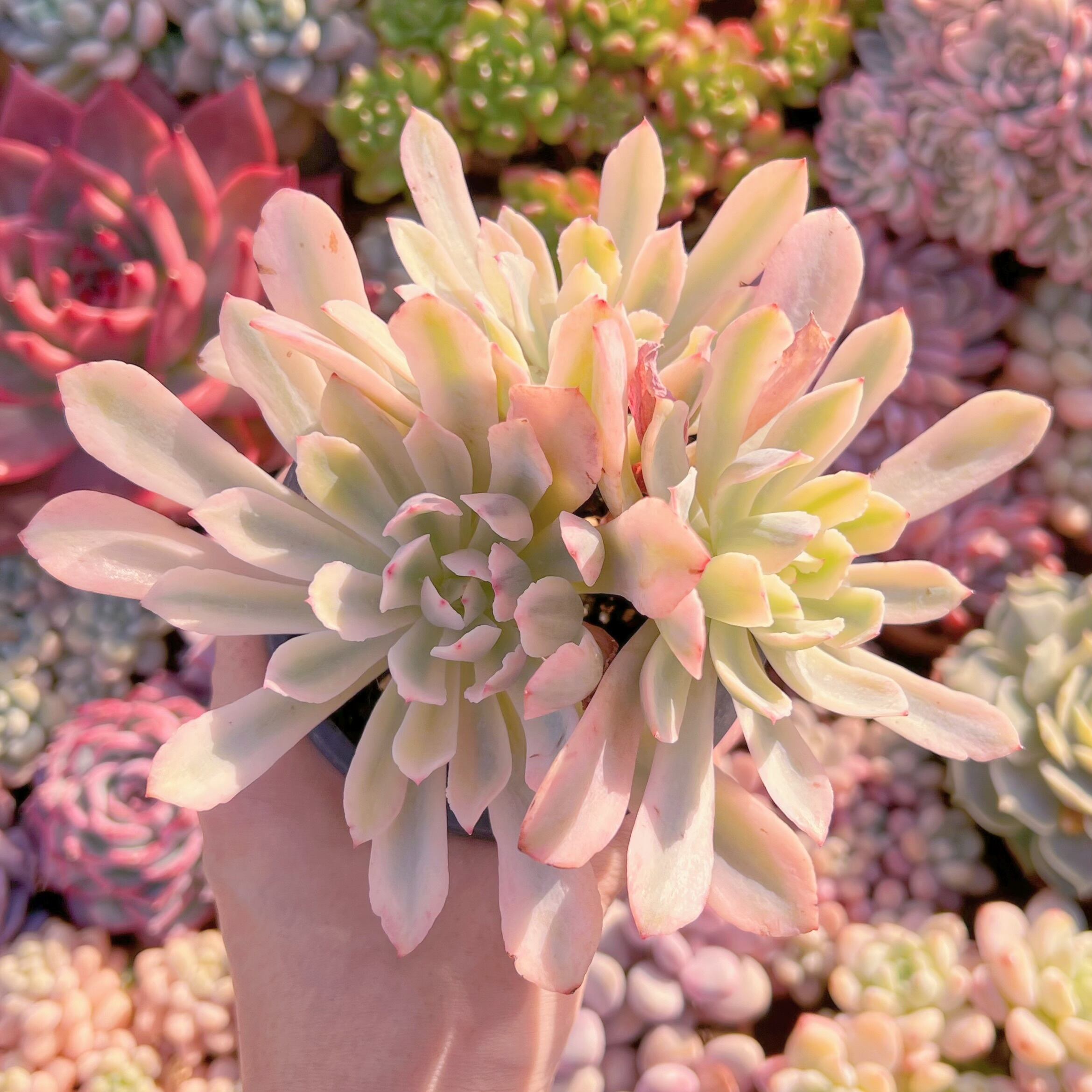 現品　hoveyi錦#026   群生　るる農園