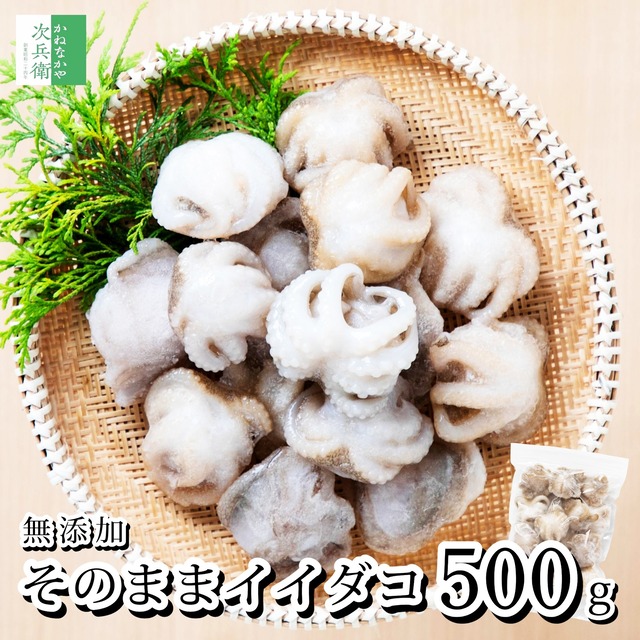 【送料別】無添加 天然 イイダコ 500g(約15個入) 冷凍 タコ 蛸 飯蛸 無塩 生 プリプリ食感 頭まるごと 下処理済 加熱調理用【C配送：冷凍】