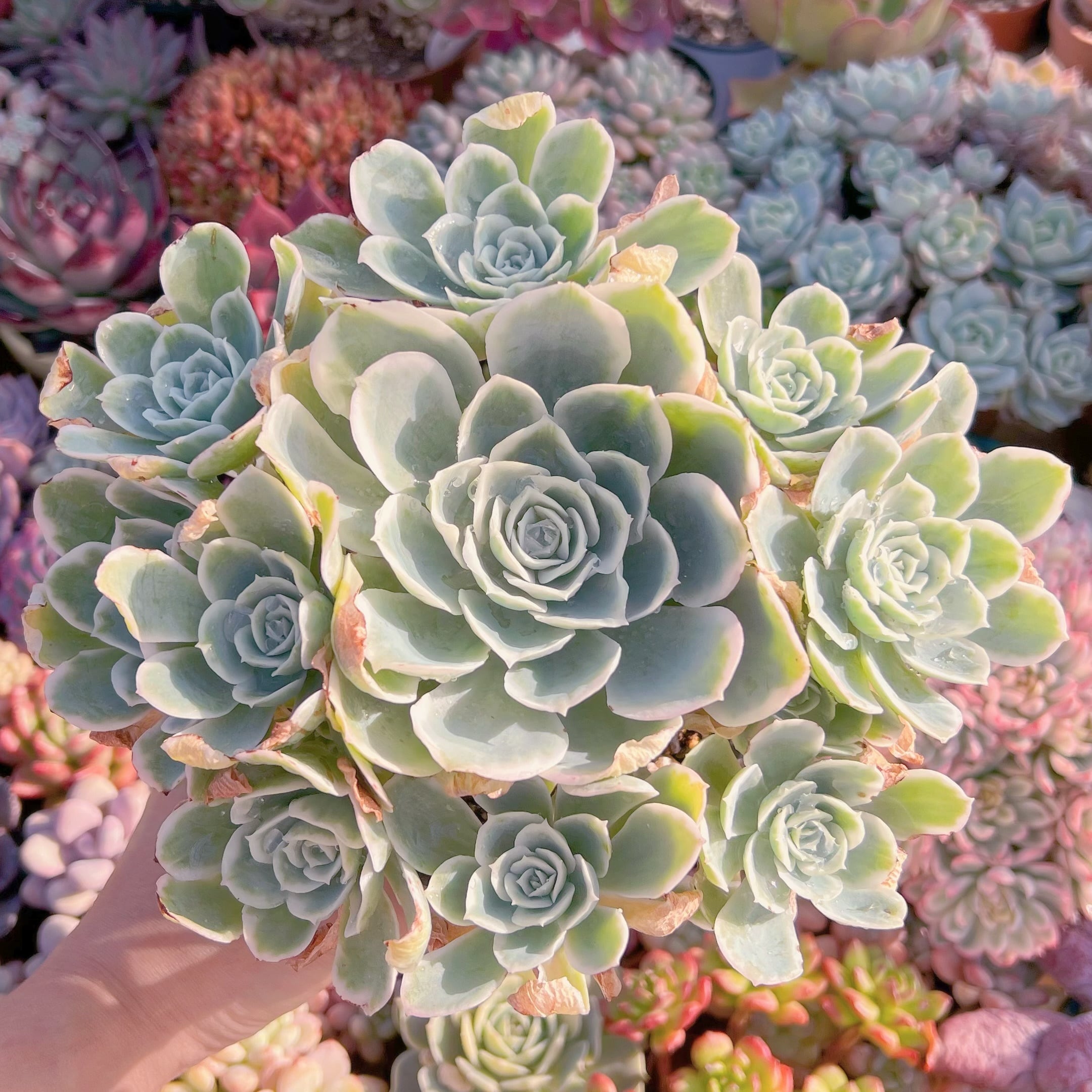 現品　レモンローズ錦#2189　新入荷　特特大　るる農園