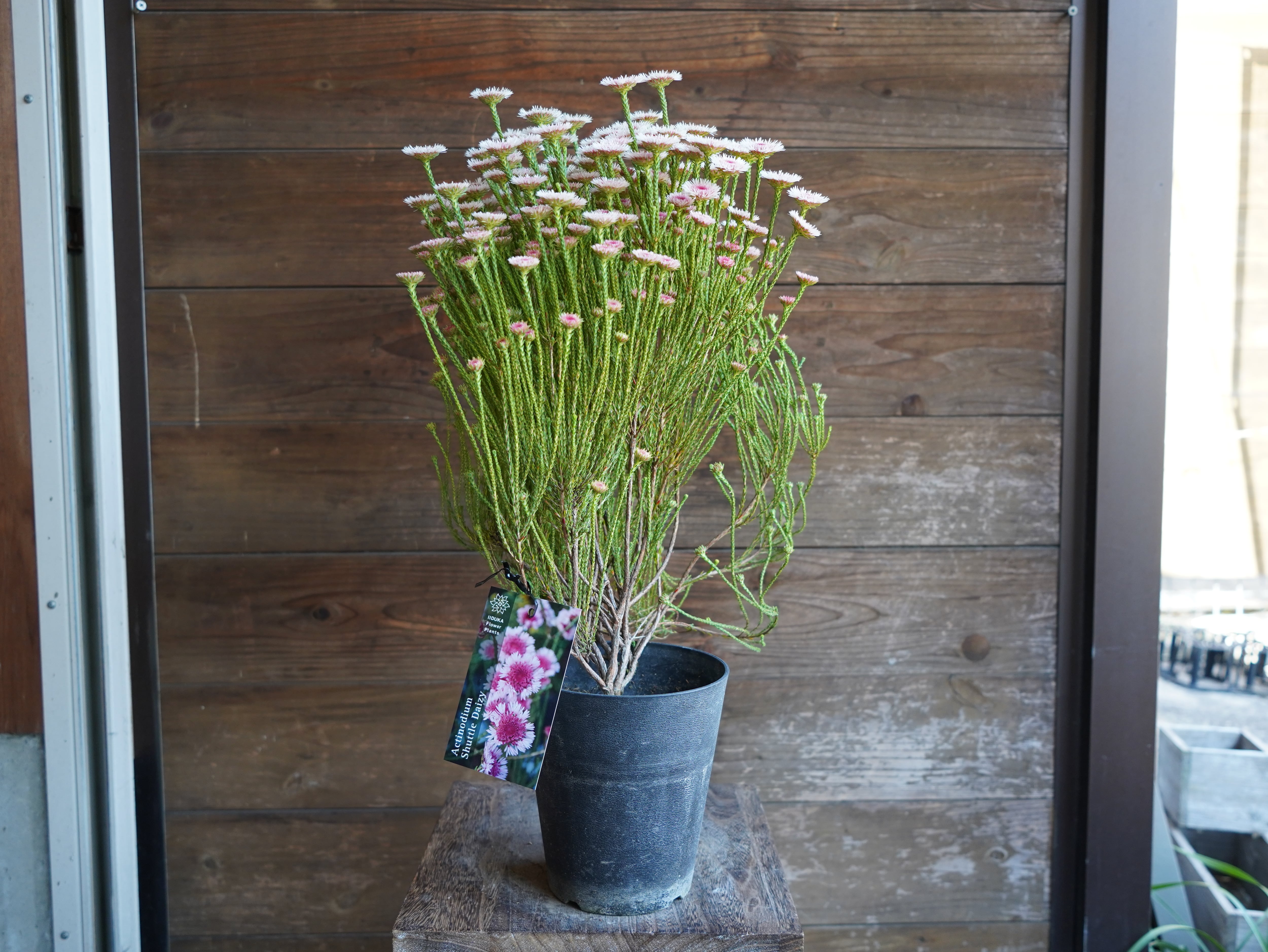 【現物】アクチノジウム　”シャトルデイジー”　B