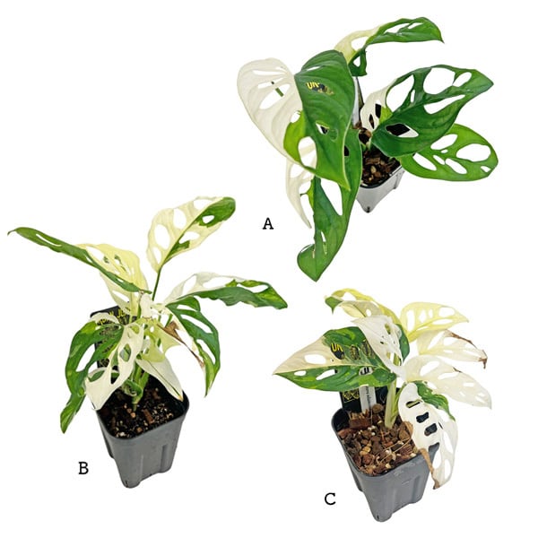 ビカクシダ ネプチューン コウモリラン 着生植物 観葉植物【おしゃれ