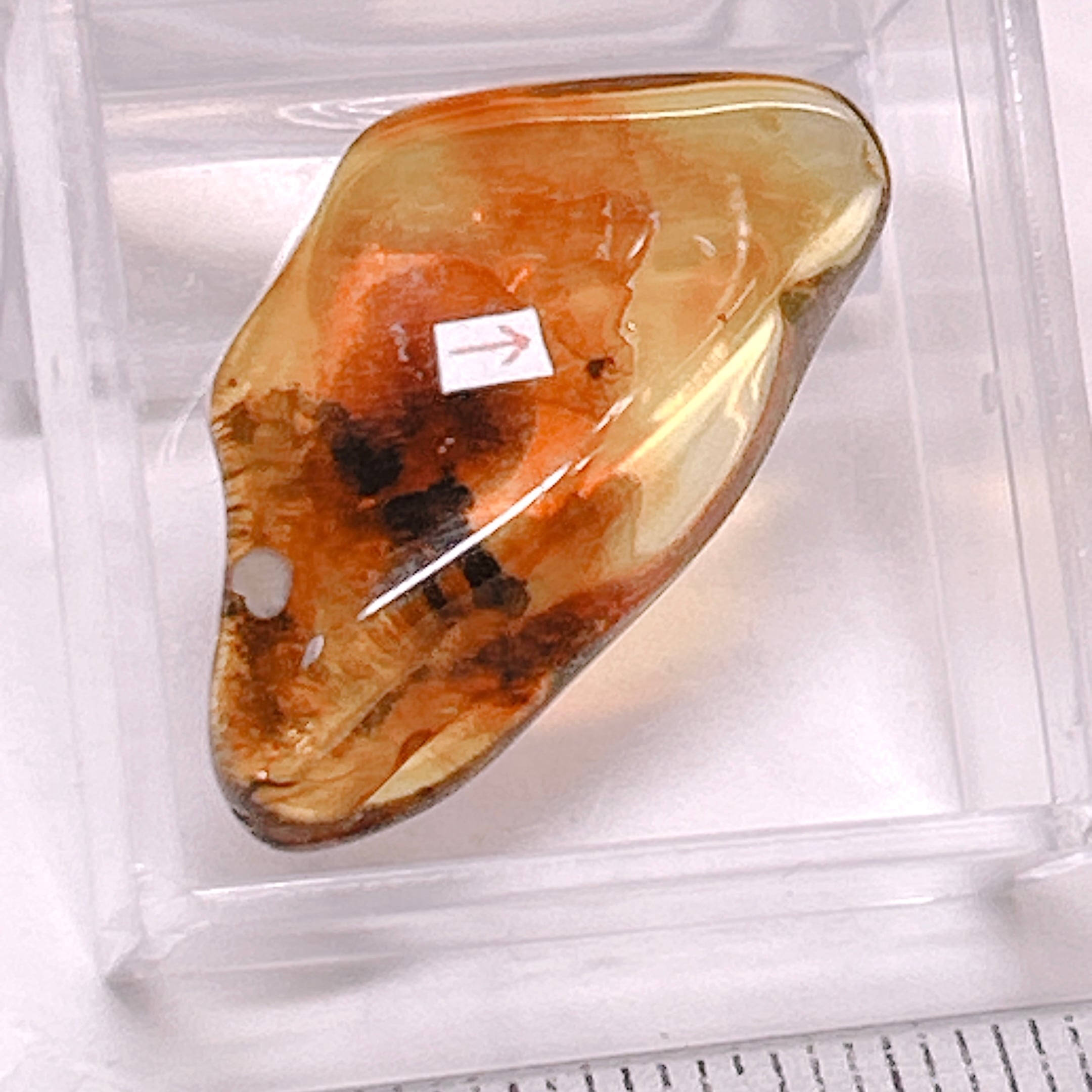 101160】 虫入り琥珀 虫入り 琥珀 こはく コハク 化石 虫入りコハク