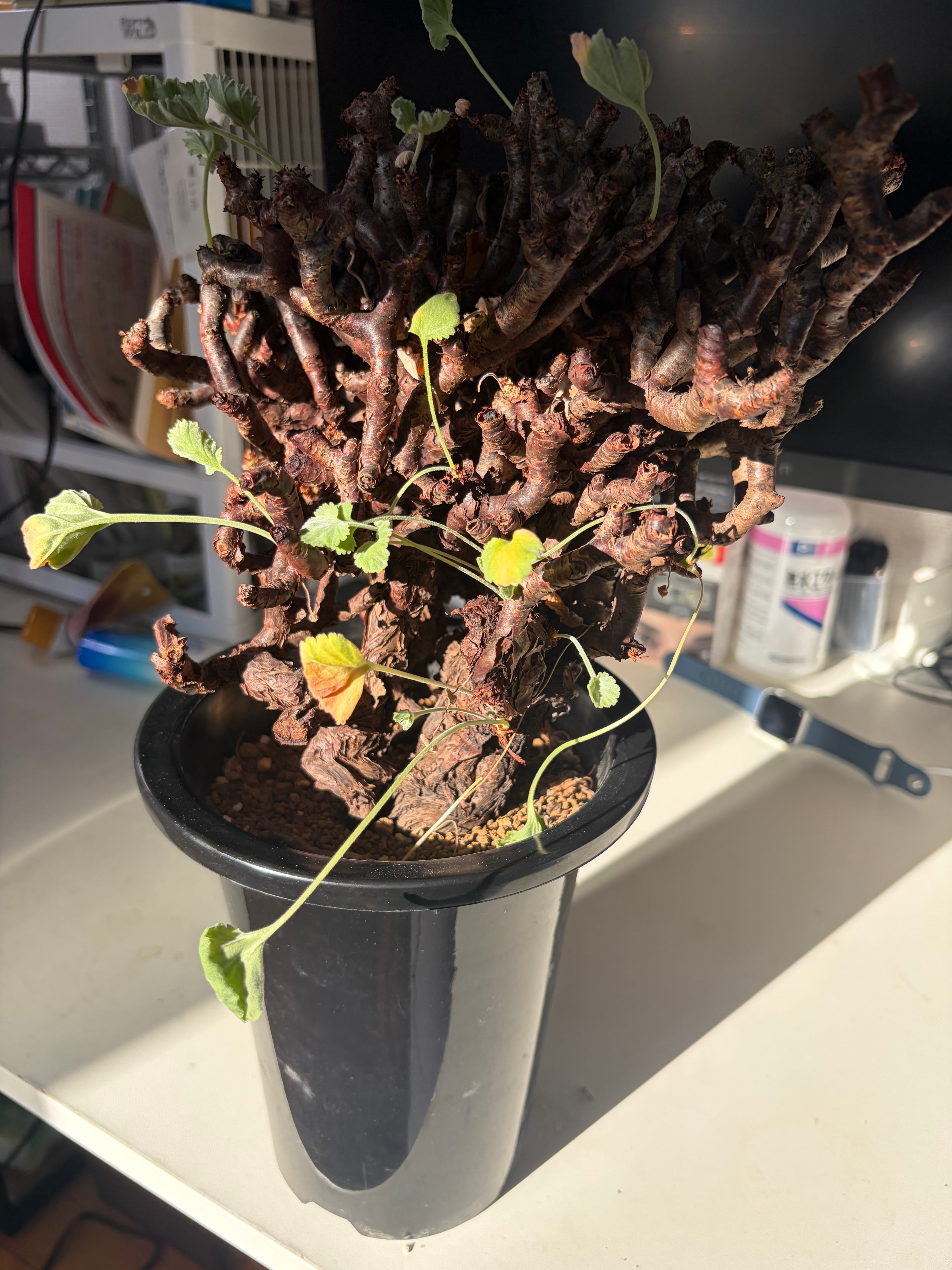 メデューサの剛毛髪のようなペラルゴニウム ミラビレ 塊根植物 コミフォラ エイル メデューサの剛毛髪のようなペラルゴニウム ミラビレ 塊根植物
