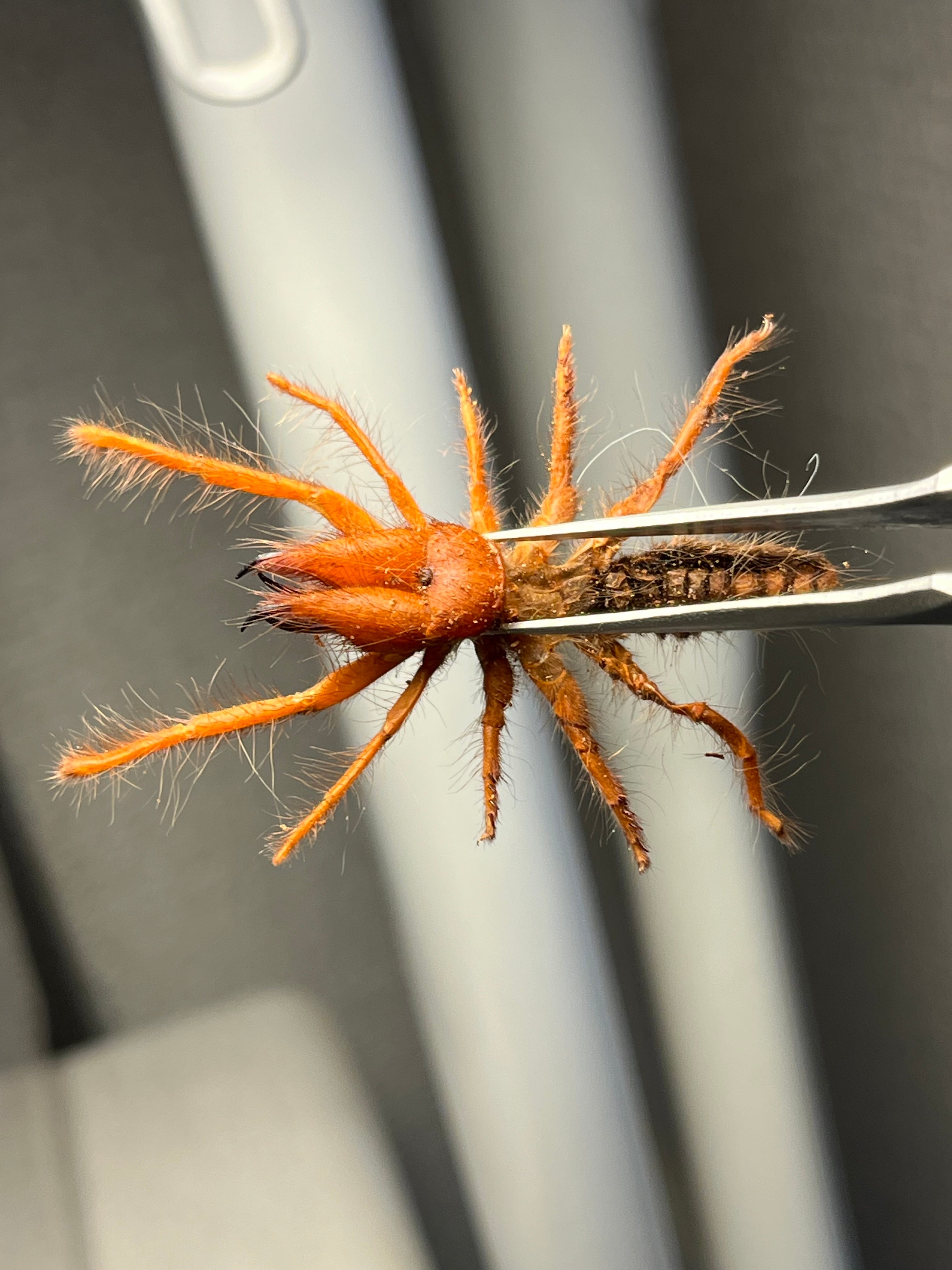 ブラッドレッドヒヨケムシ Dinorhax rostrumpsittaci 奇蟲標本 標本