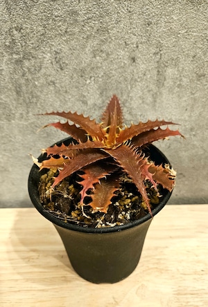 Orthophytum 'Brittle Star【artPLANTs】オルトフィタム