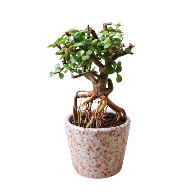ポーチュラカリア アフラ（30cm）