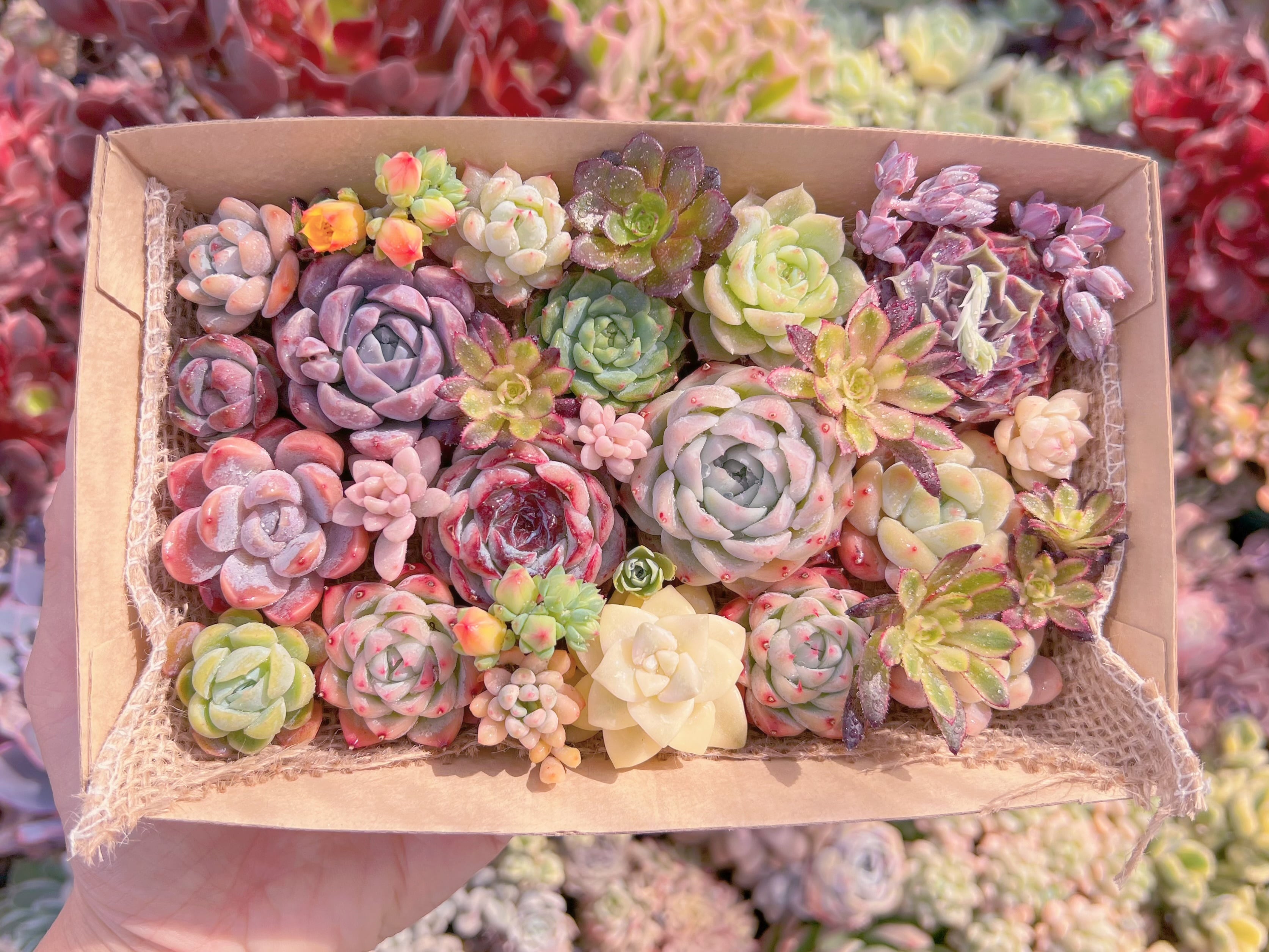 現品　寄せ植えセット#1152　12cmx20cm　るる農園