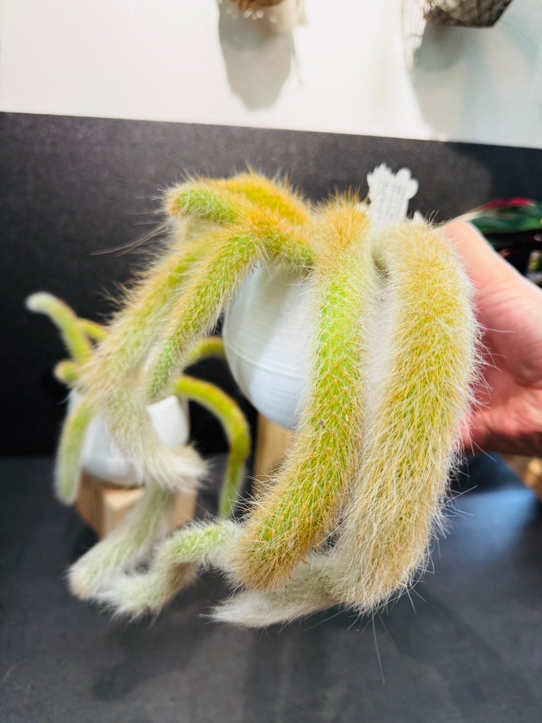 ヒルデウィンテラ カラデモノニス 猫のしっぽサボテン ヒモサボテン