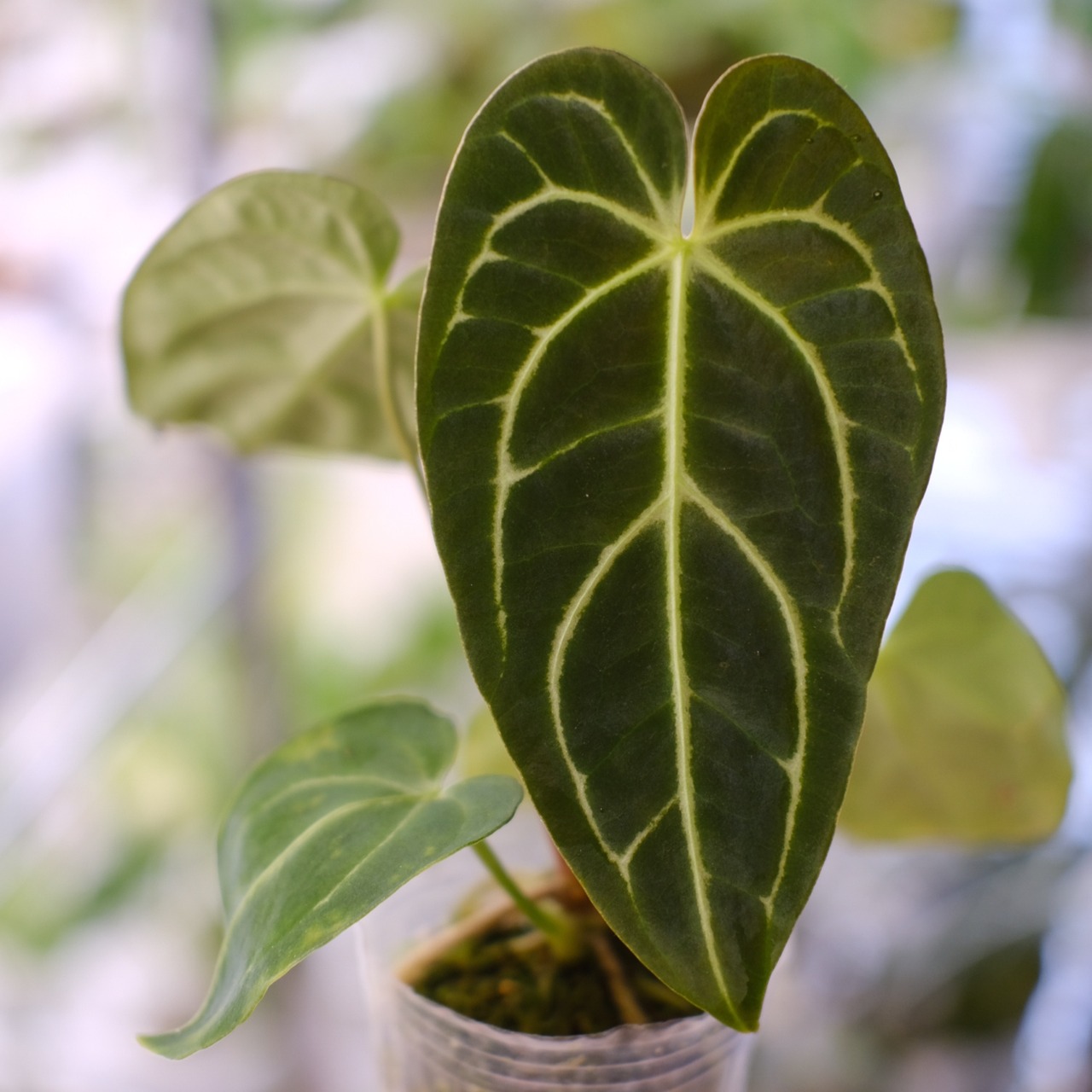 アンスリウム・レガレ / Anthurium Regale⑪│観葉植物