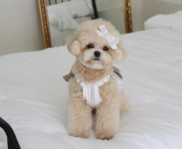 即納【ruanddam】ストライプリボンバルーントップ ベージュ