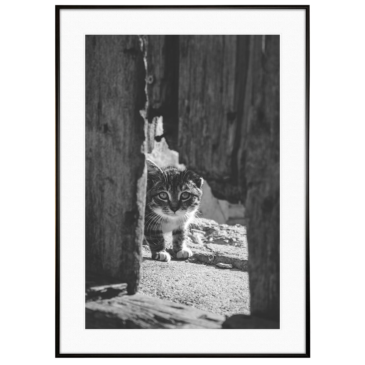 動物写真 塀の隙間から覗く猫 インテリア モノクロアートポスター額装