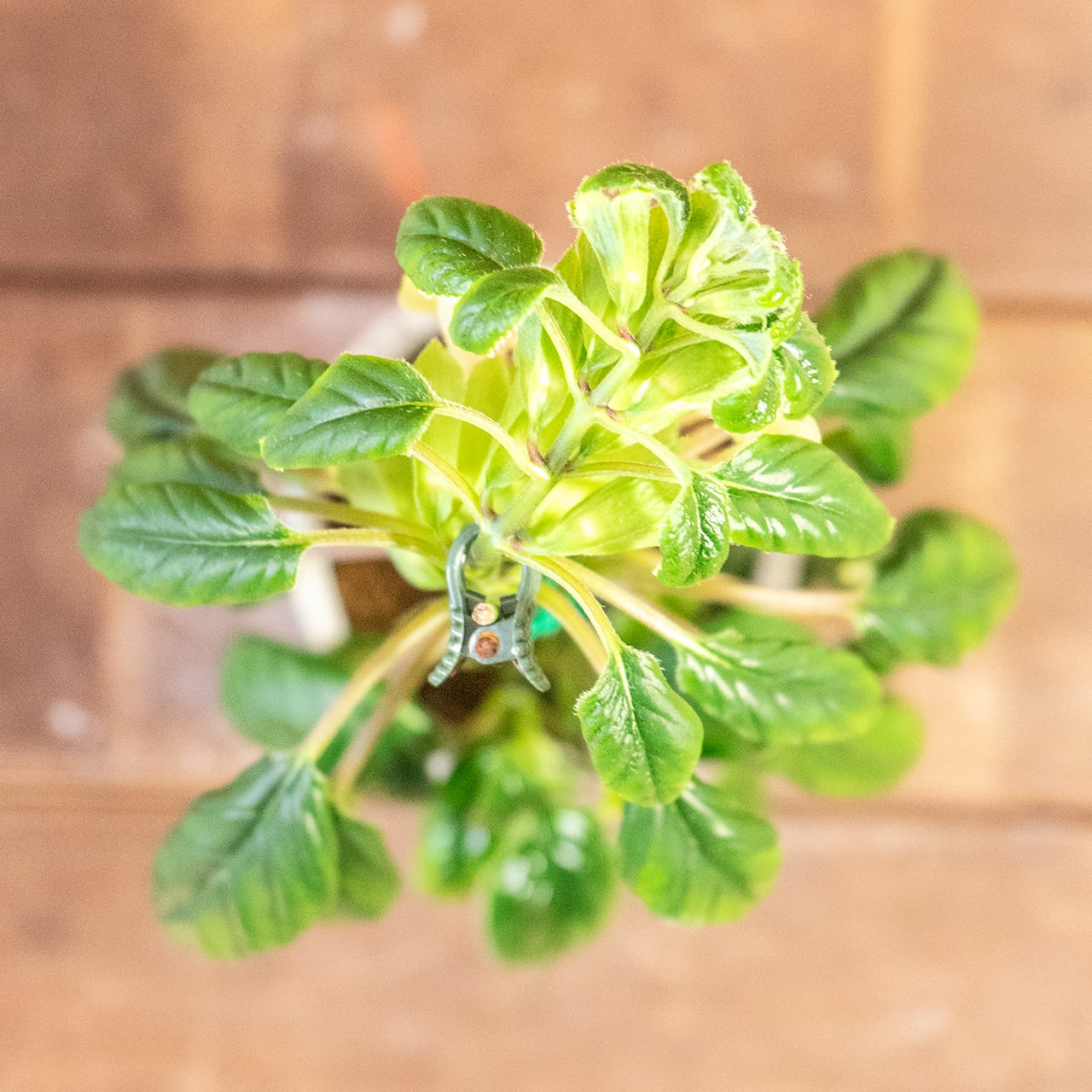 シンニンギア・リンドレー｜筒状の花が連なる可憐な姿×ツヤ葉が美しい観葉植物【手作りモルタル鉢仕立て】