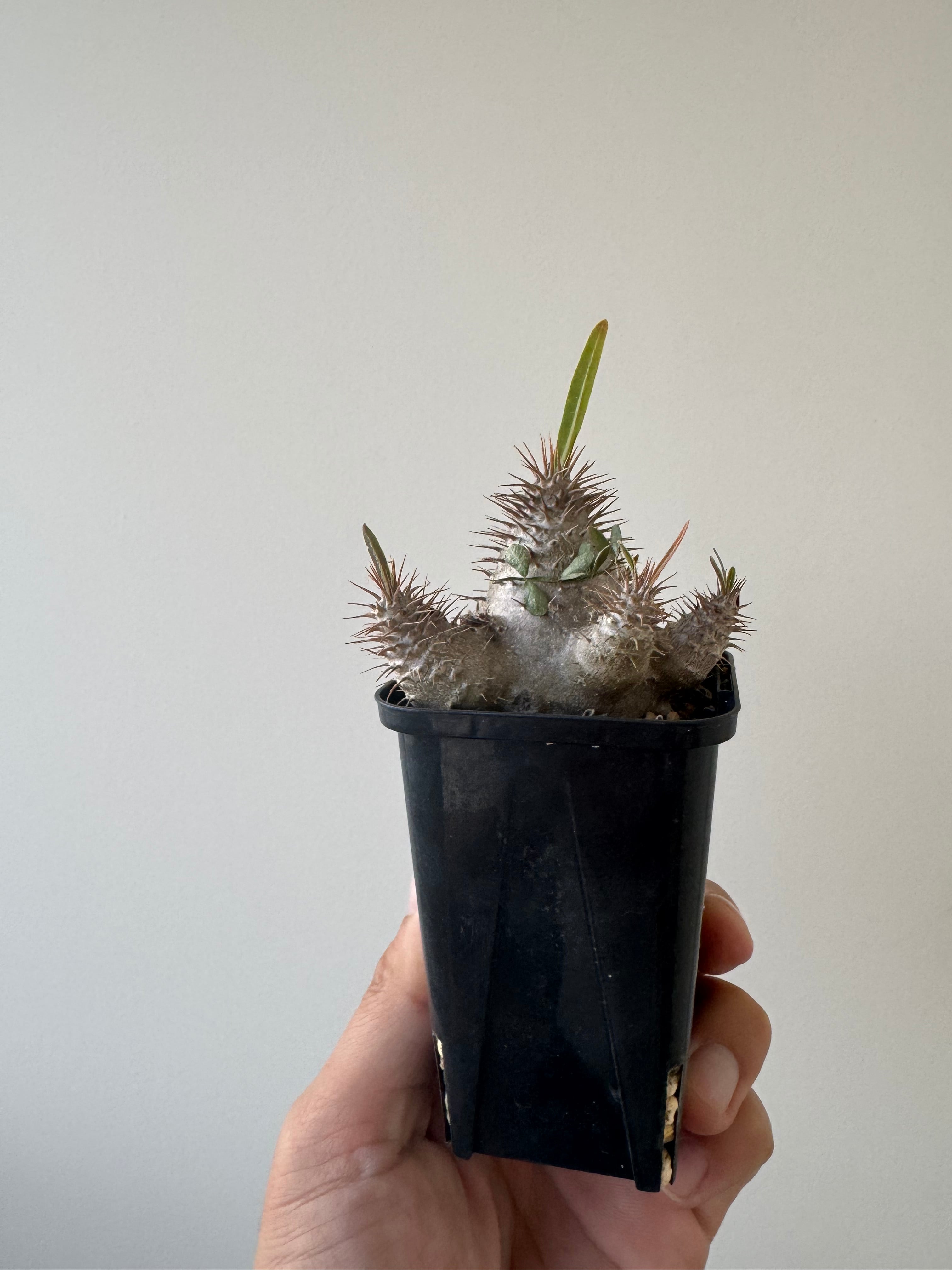 【極上品】 Pachypodium Gracilius【最高にまん丸な作り込み株】パキポディウム グラキリス