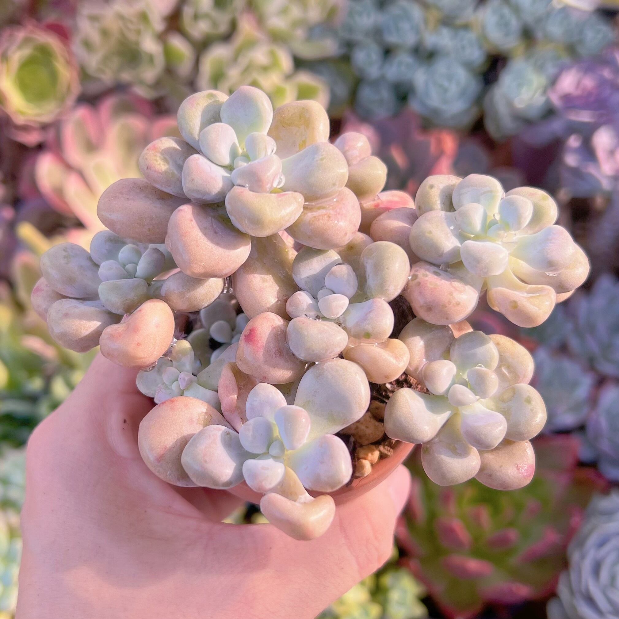 多肉植物　エイレン群生　新入荷