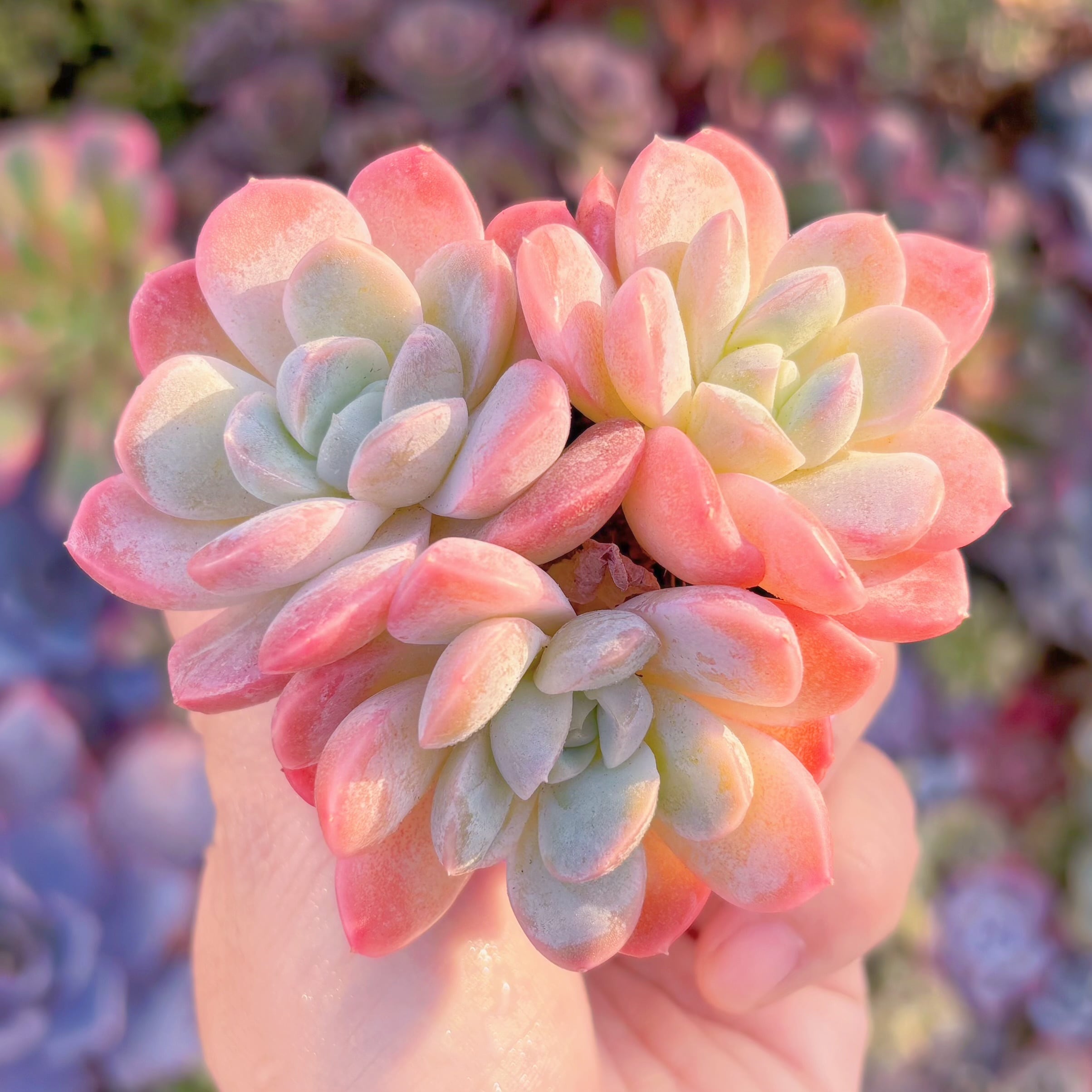 多肉植物　苺大福　群生　新入荷　るる農園