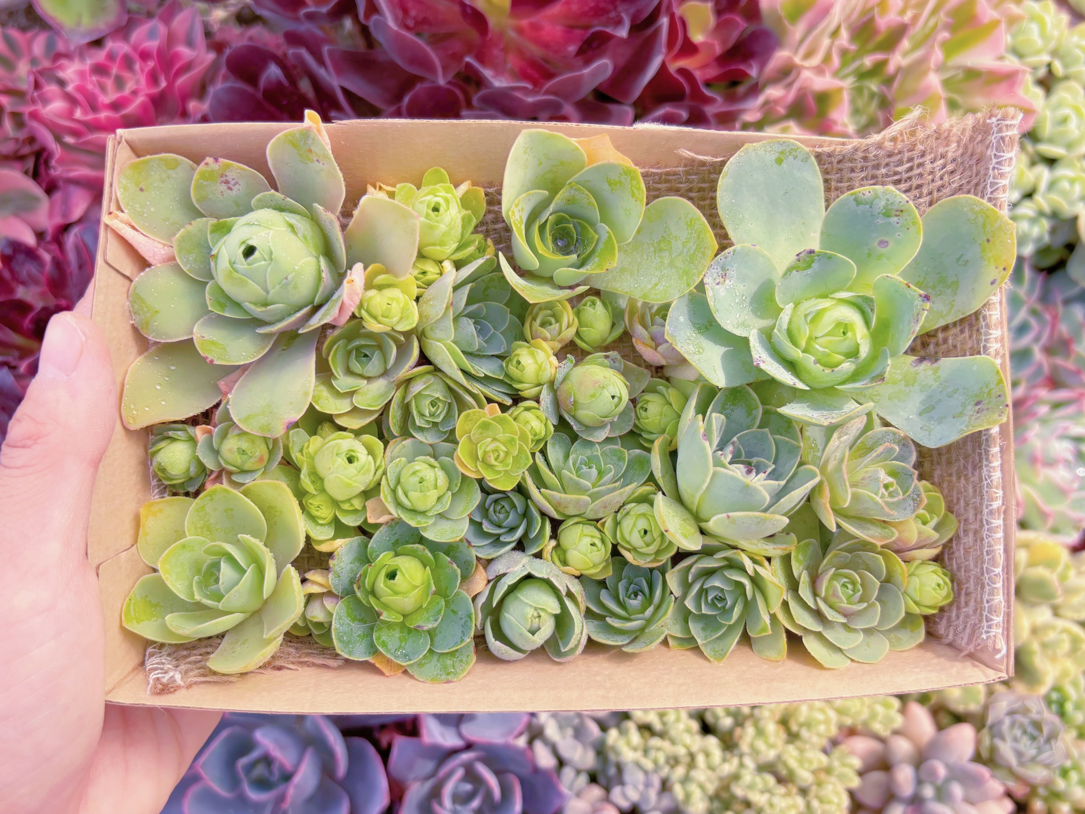 現品　寄せ植えセット#2215　12cmx20cm　るる農園