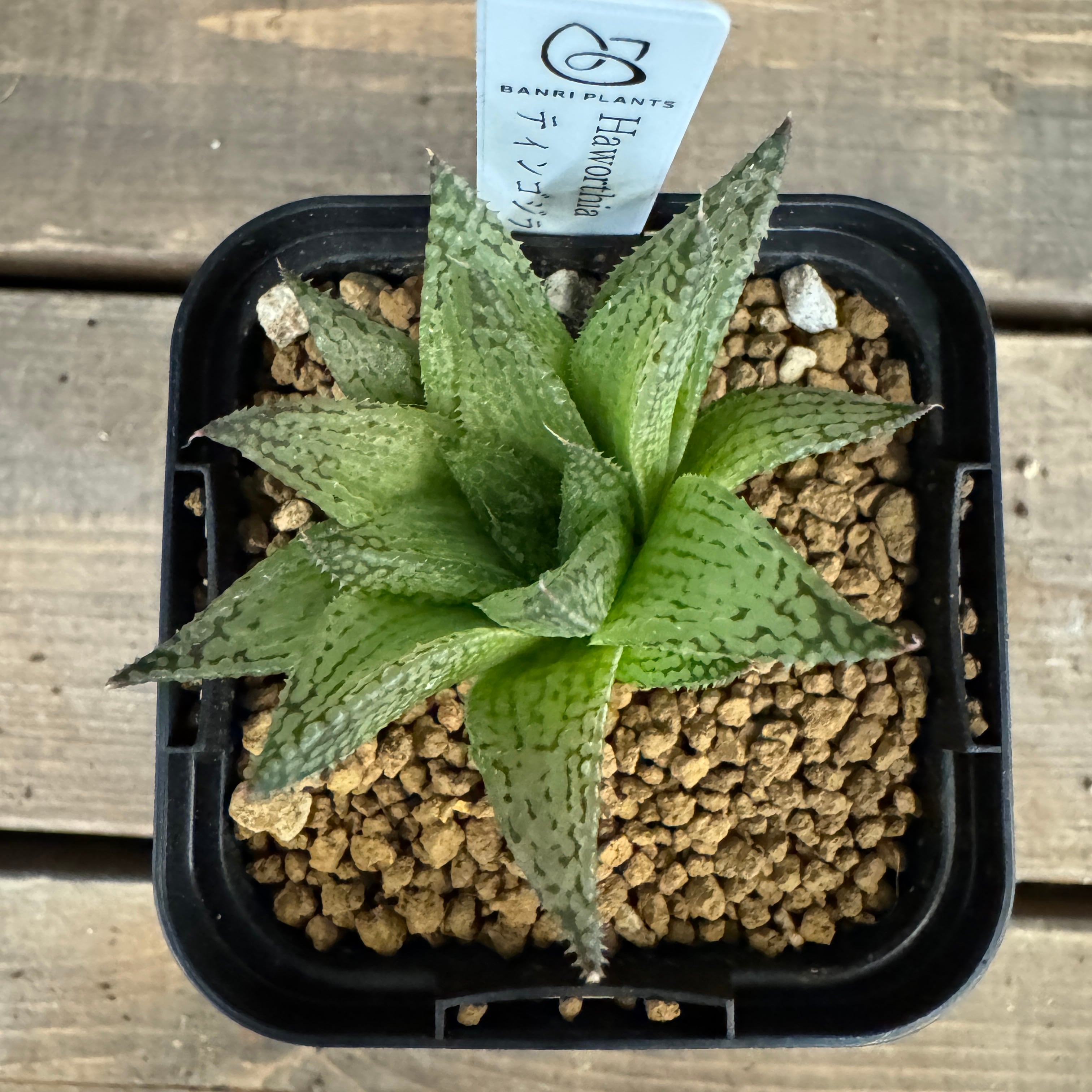 ハオルチア ハイブリット ティンゴジラ【630】 | PROTOLEAF プロトリーフ