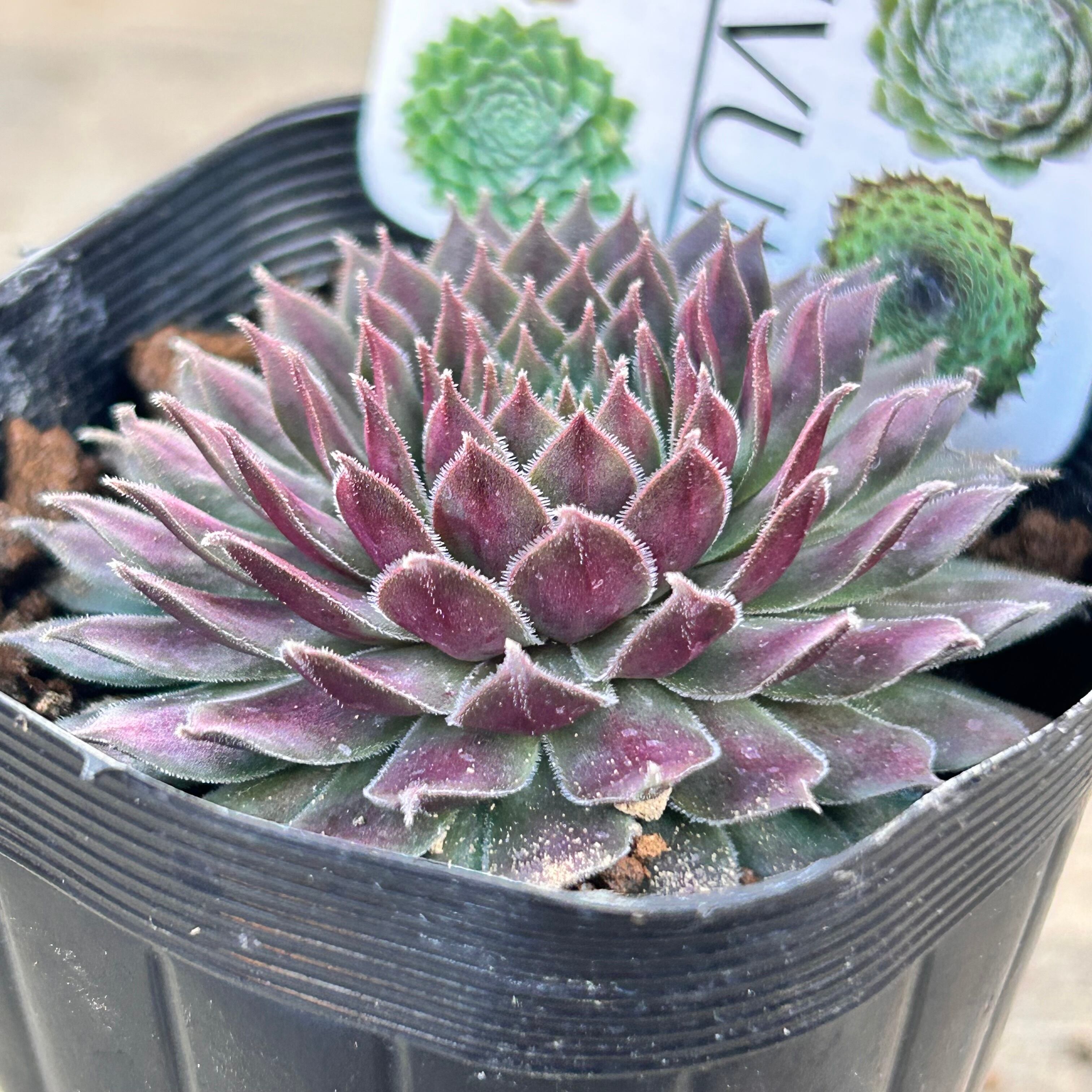 センペルビウム | RuPo 多肉植物専門店