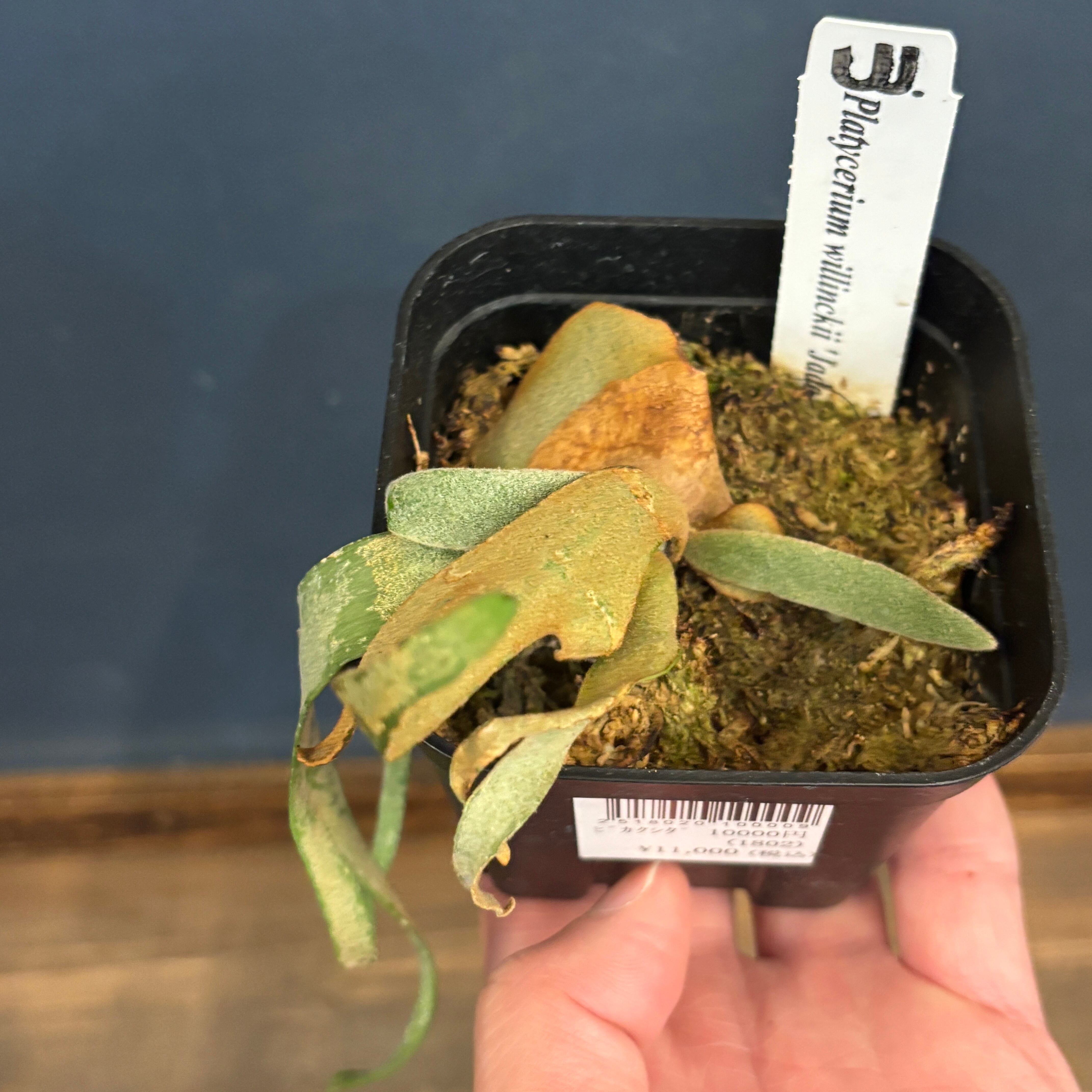 クリアランス】ビカクシダ ジェイドガール P. willinckii 'Jade Girl