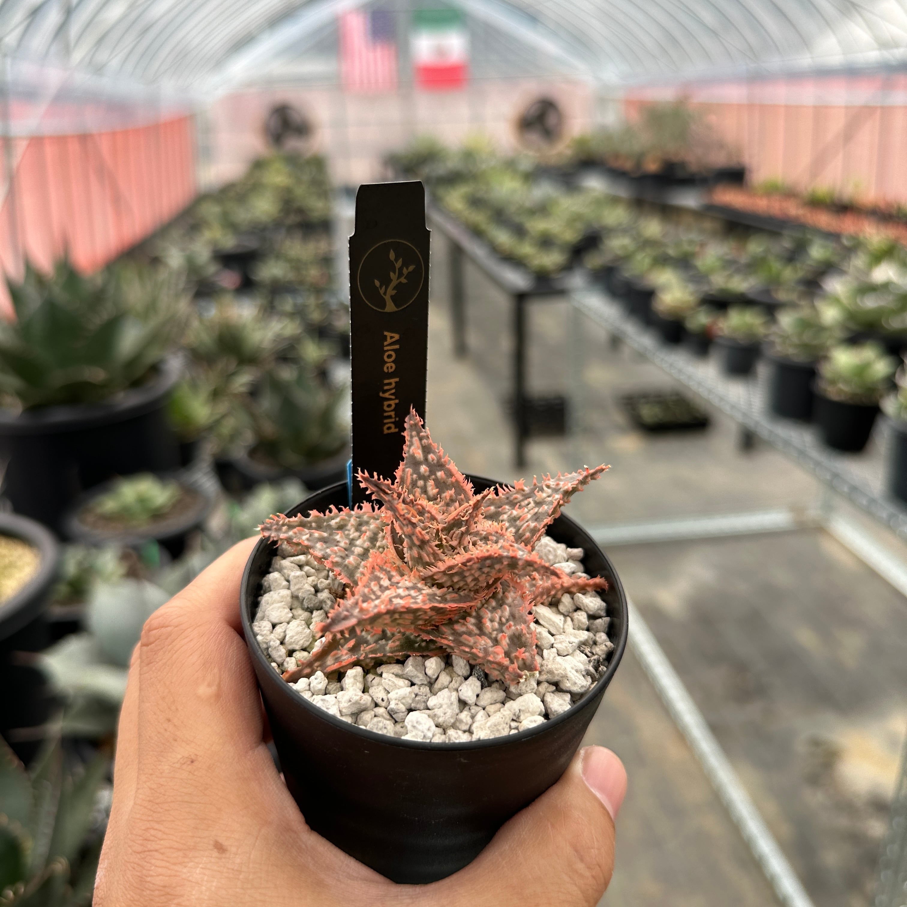 Aloe hybrid アロエ ハイブリッド 発根済 | THE CORE 福岡