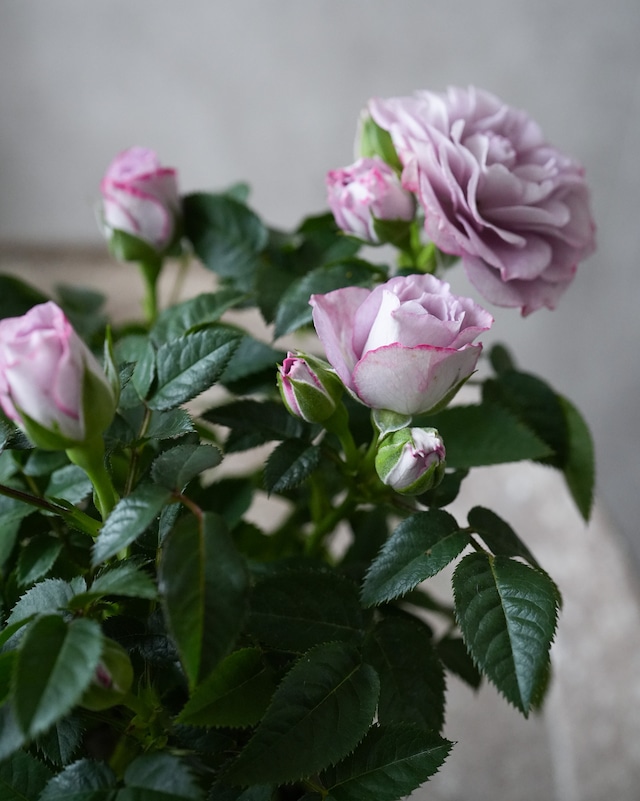 ミニバラ インプルーブドブルー ３号