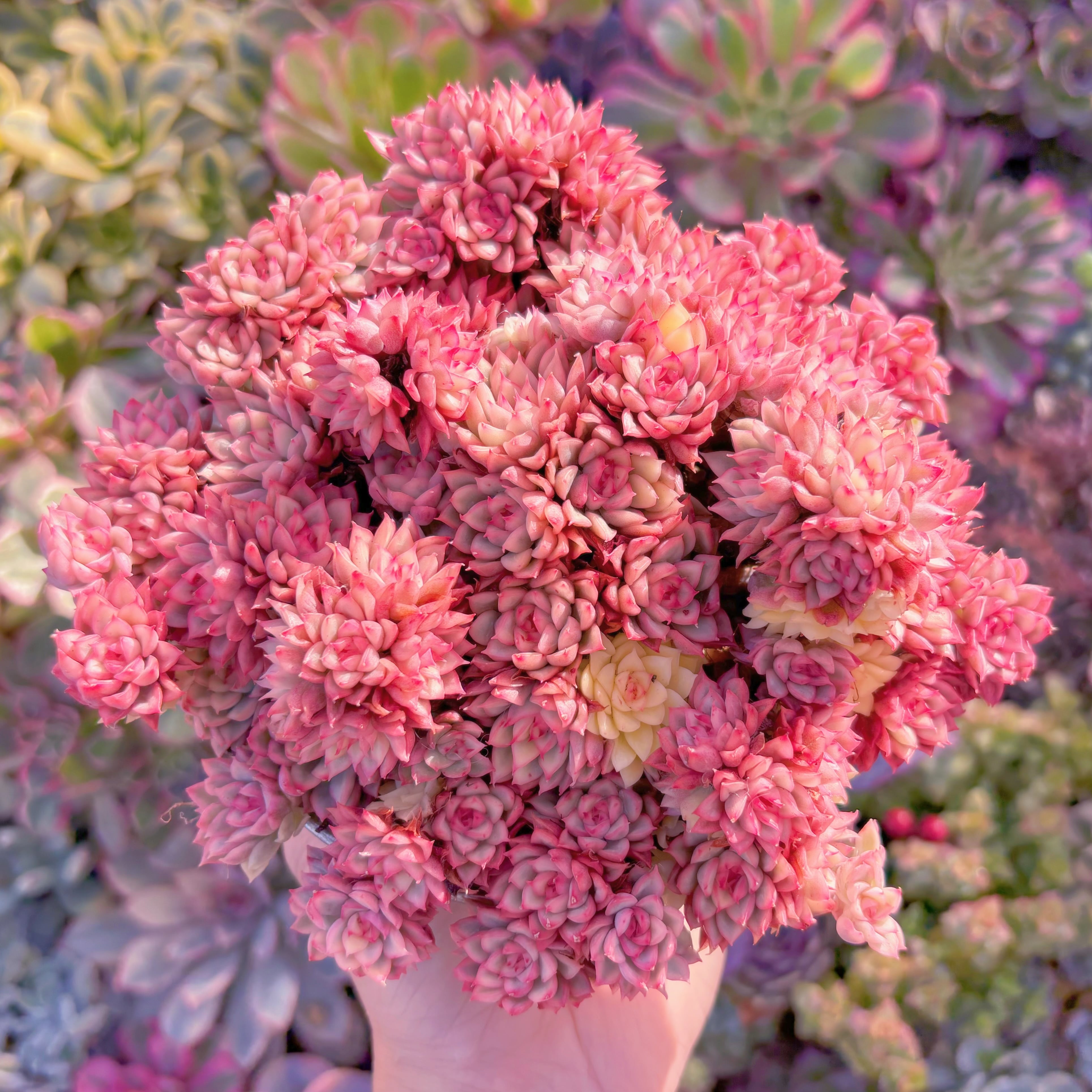 現品　女雛錦#754　特大群生　新入荷　るる農園