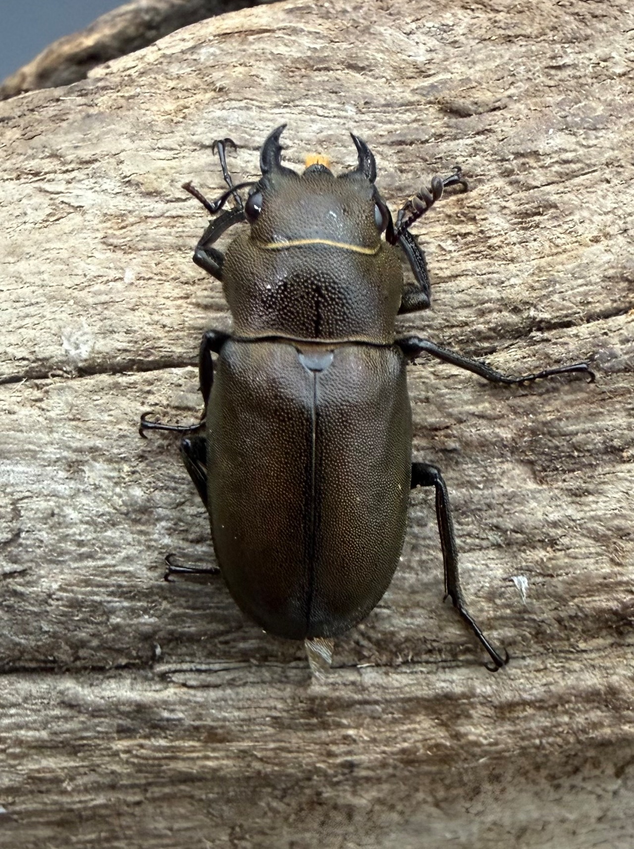 《インペラトールホソアカクワガタ 21mm ♀単》