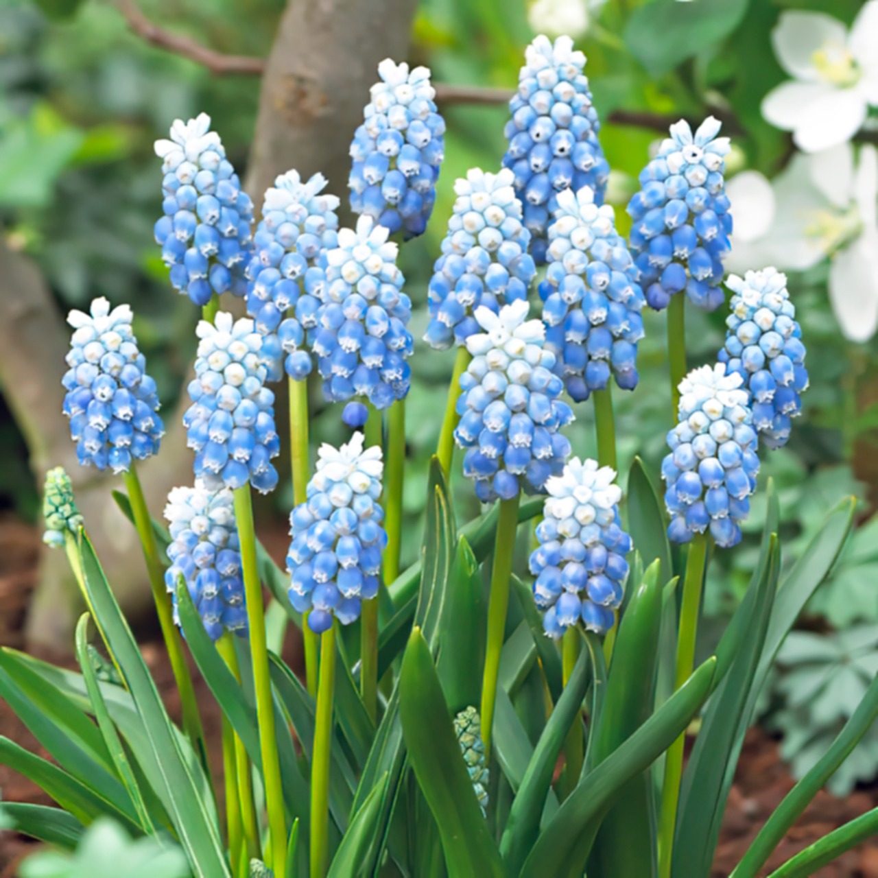 ムスカリ球根 ペパーミント Peppermint （5球・絵袋入り）9月中旬出荷 秋植え球根 水耕栽培可  第四種郵便
