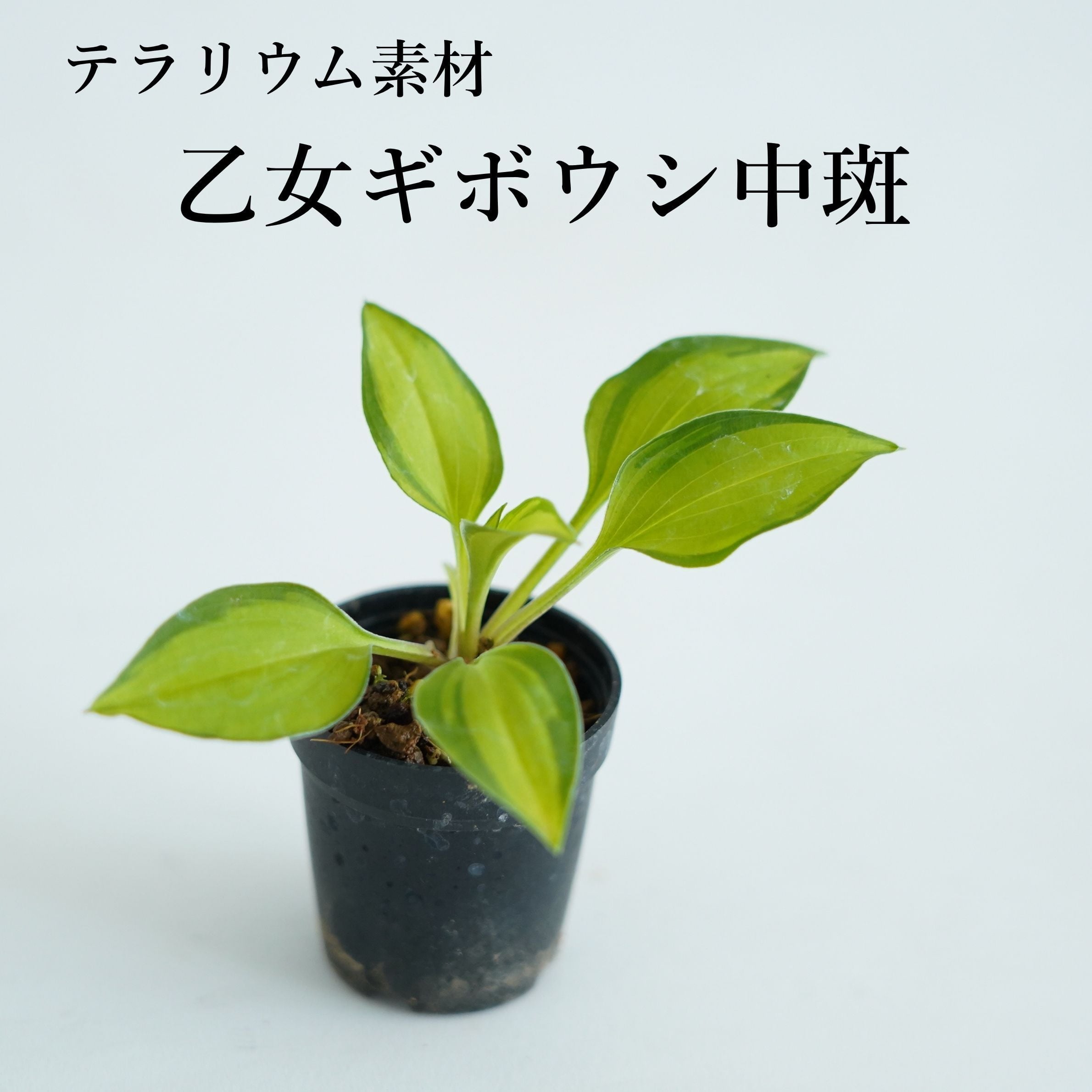 オトメギボウシ中斑|苔テラリウム作製用素材