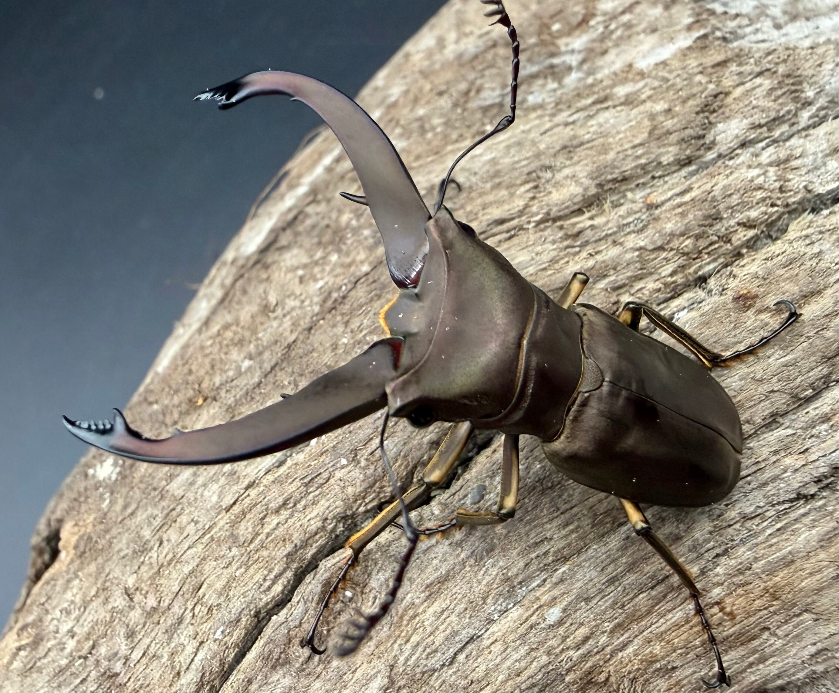 WD】《アラガールホソアカクワガタ 58mm ♂単》 | KPW公式オンライン