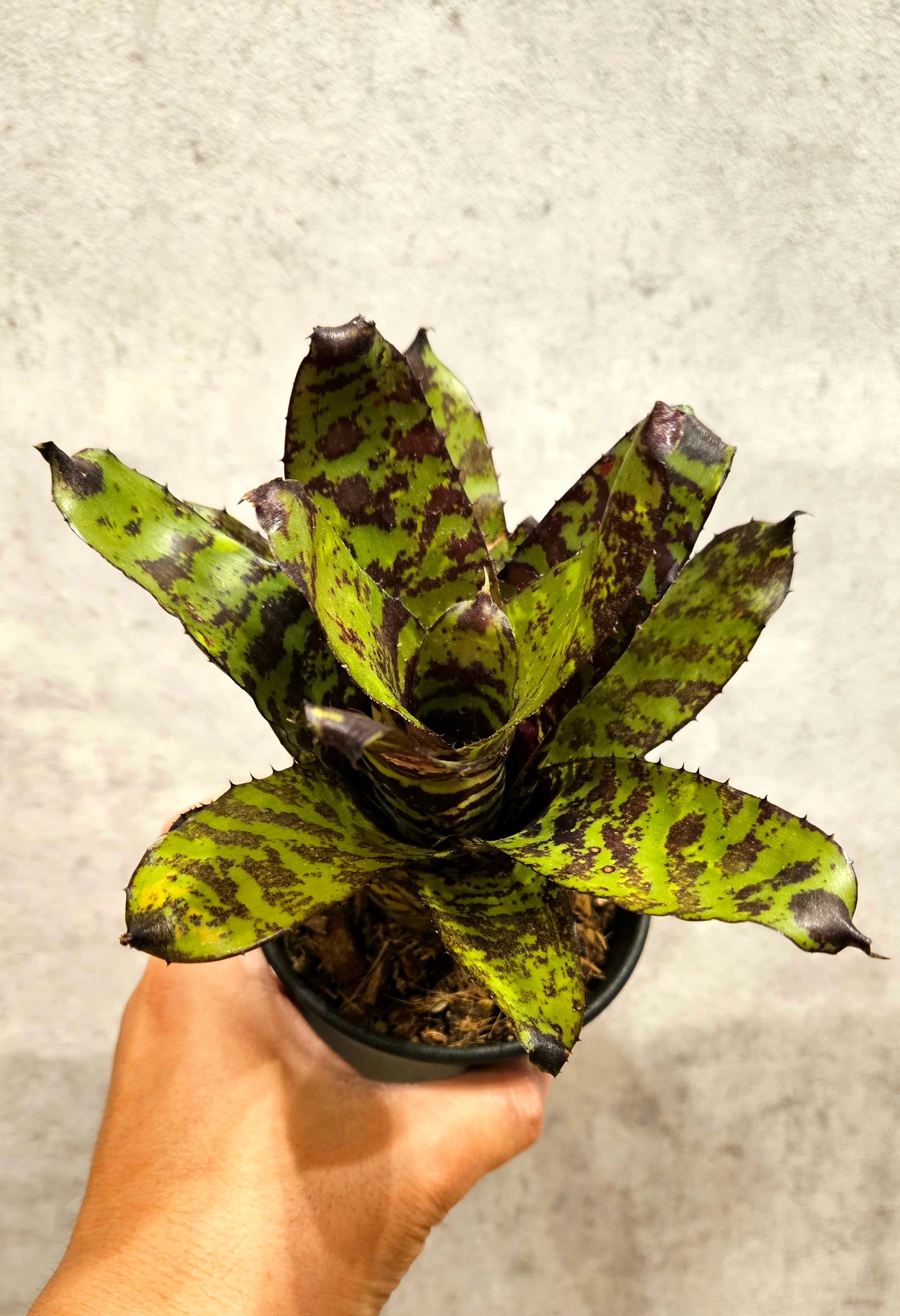 Aechmea correia-araujoi エクメア コレイア アラウジョイ ブロメリア Aechmea correia-araujoi エクメア コレイア アラウジョイ ブロメリア