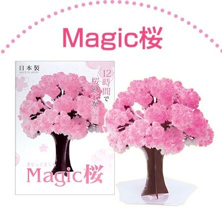 12時間で育つ不思議な マジック桜 おうちでお花見 エドマッチョ Art Shop