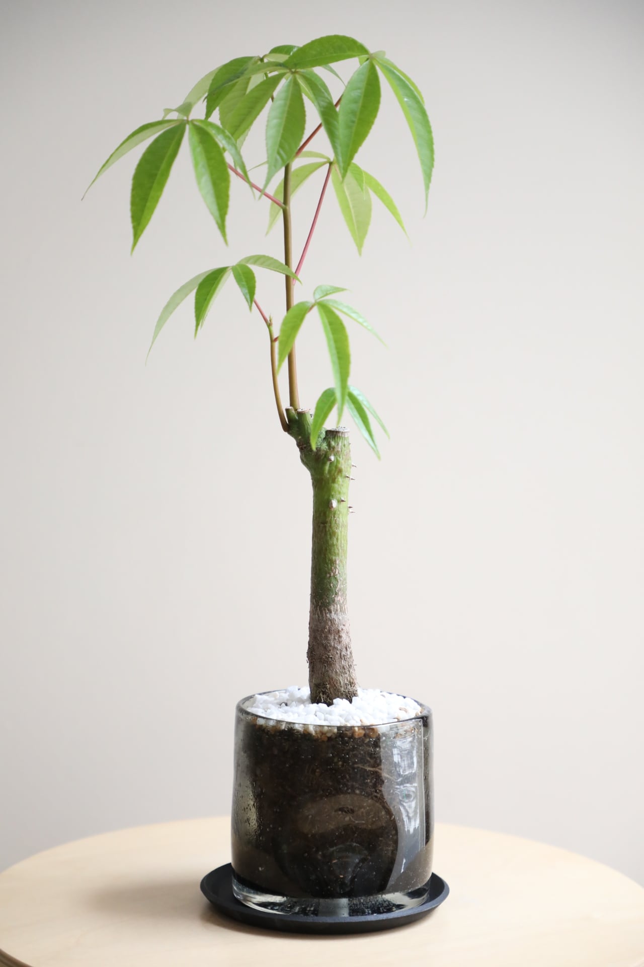 M】トックリキワタ/Ceiba speciosa | 【厳選植物・器】MIDORI DOUMEI