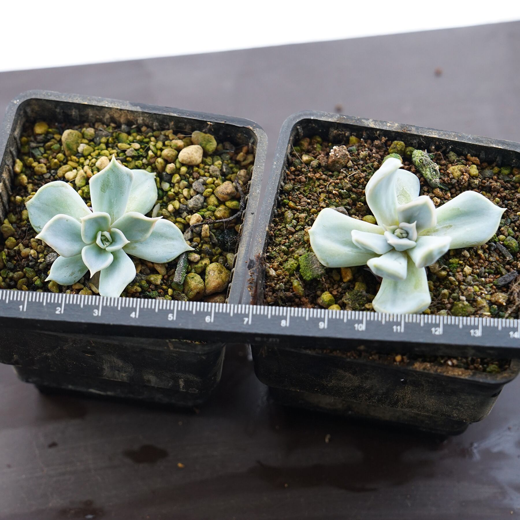 【お得♪@2480】スリラーパール群生（4頭） 多肉植物【お得♪】スリラーパール群生（4頭） 【公式通販】