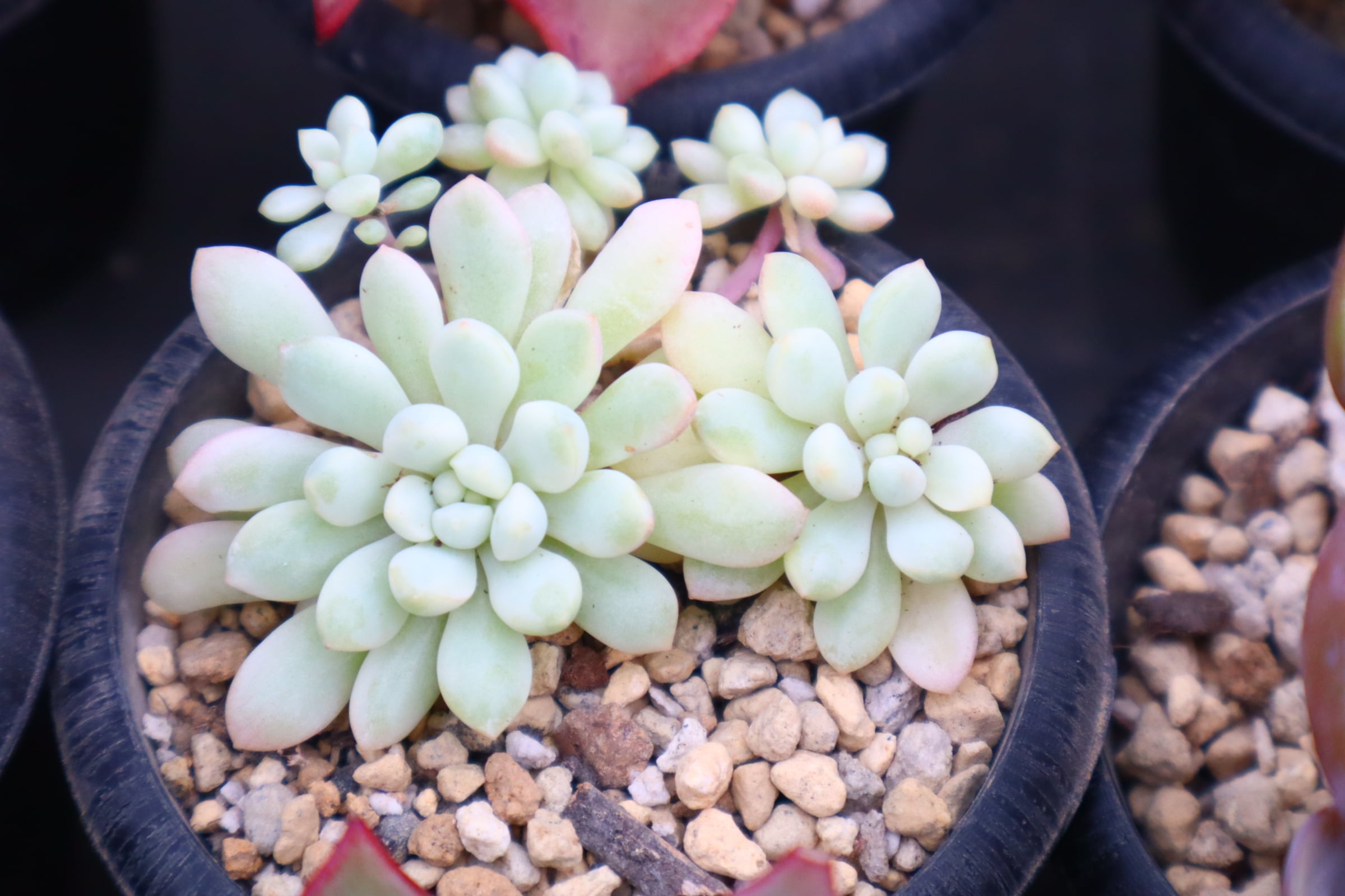 アエオニウム・魅金ローズ錦 約15cm | 二代目大和高原の多肉屋