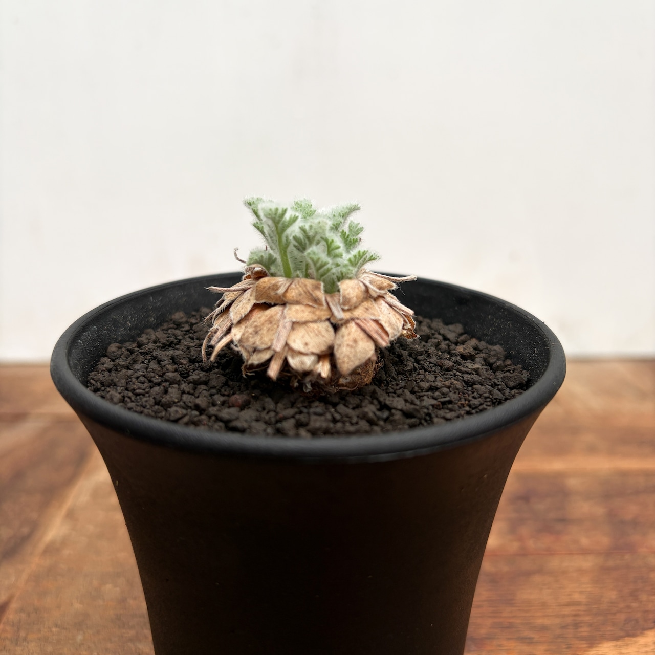 Pelargonium appendiculatum 【ぺラルゴニウム・アッペンディクラツム・実生】