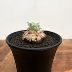 Pelargonium appendiculatum 【ぺラルゴニウム・アッペンディクラツム・実生】