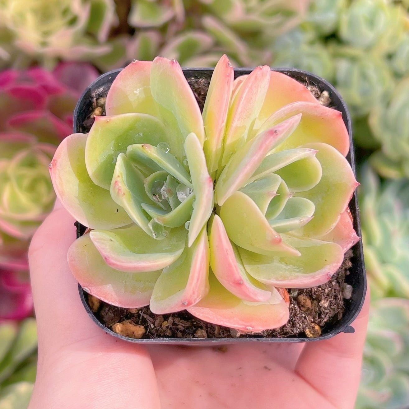 現品　Esmeralda#3026　2頭群生　るる農園